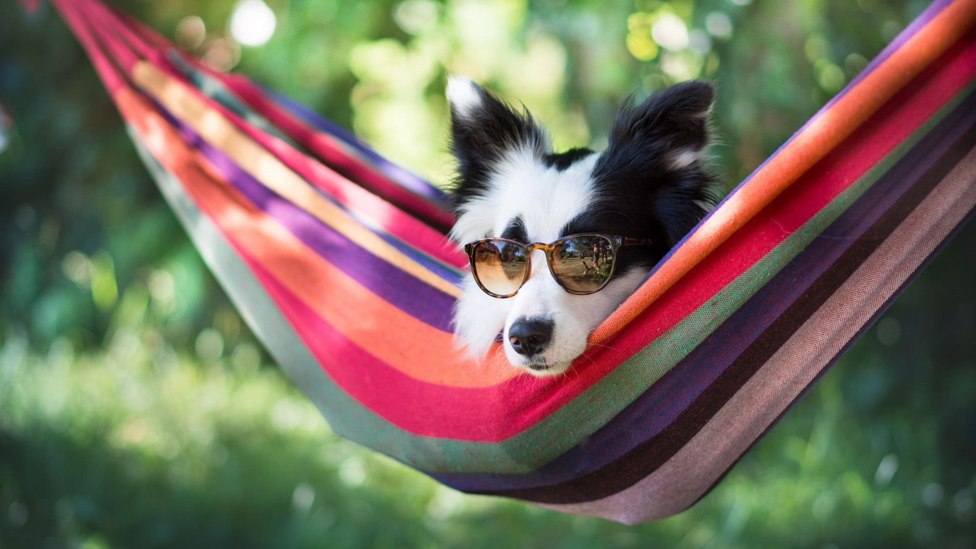 汪星人,眼镜,吊床