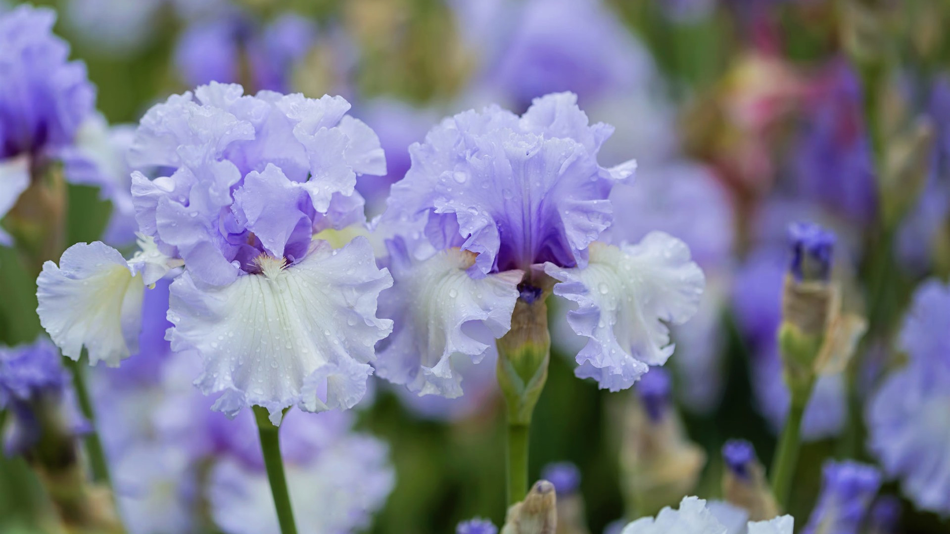 鸟语花香,花丛,花朵