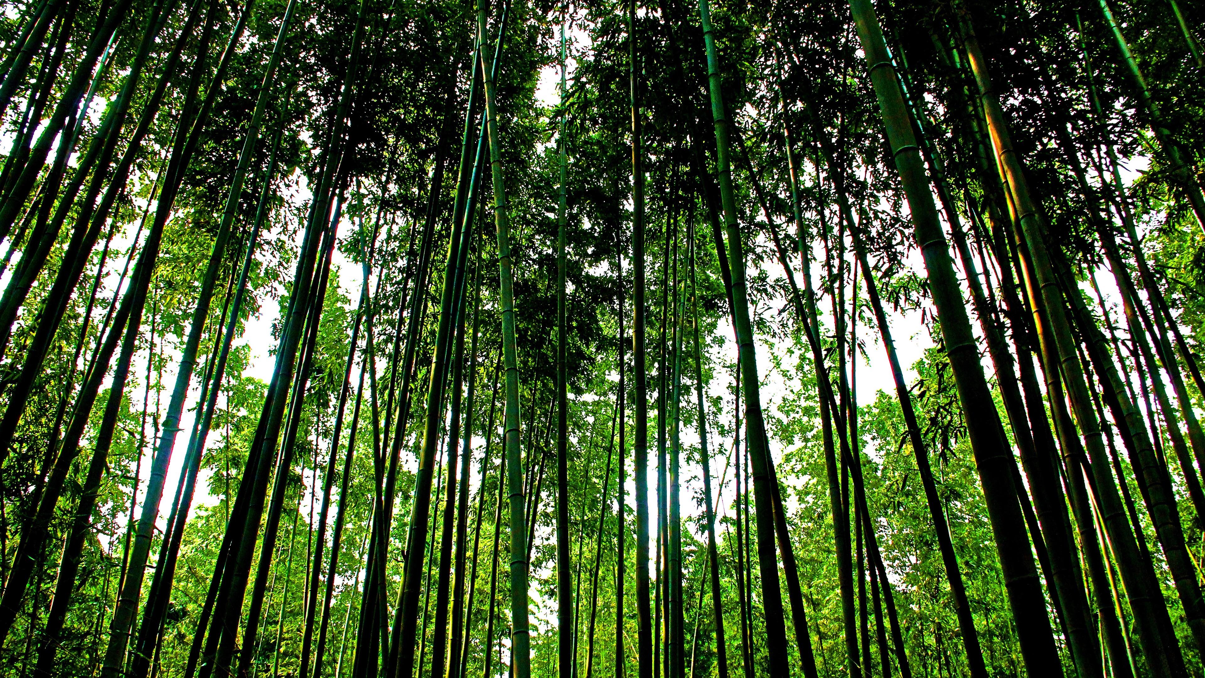 炎炎夏日,竹林,幽静