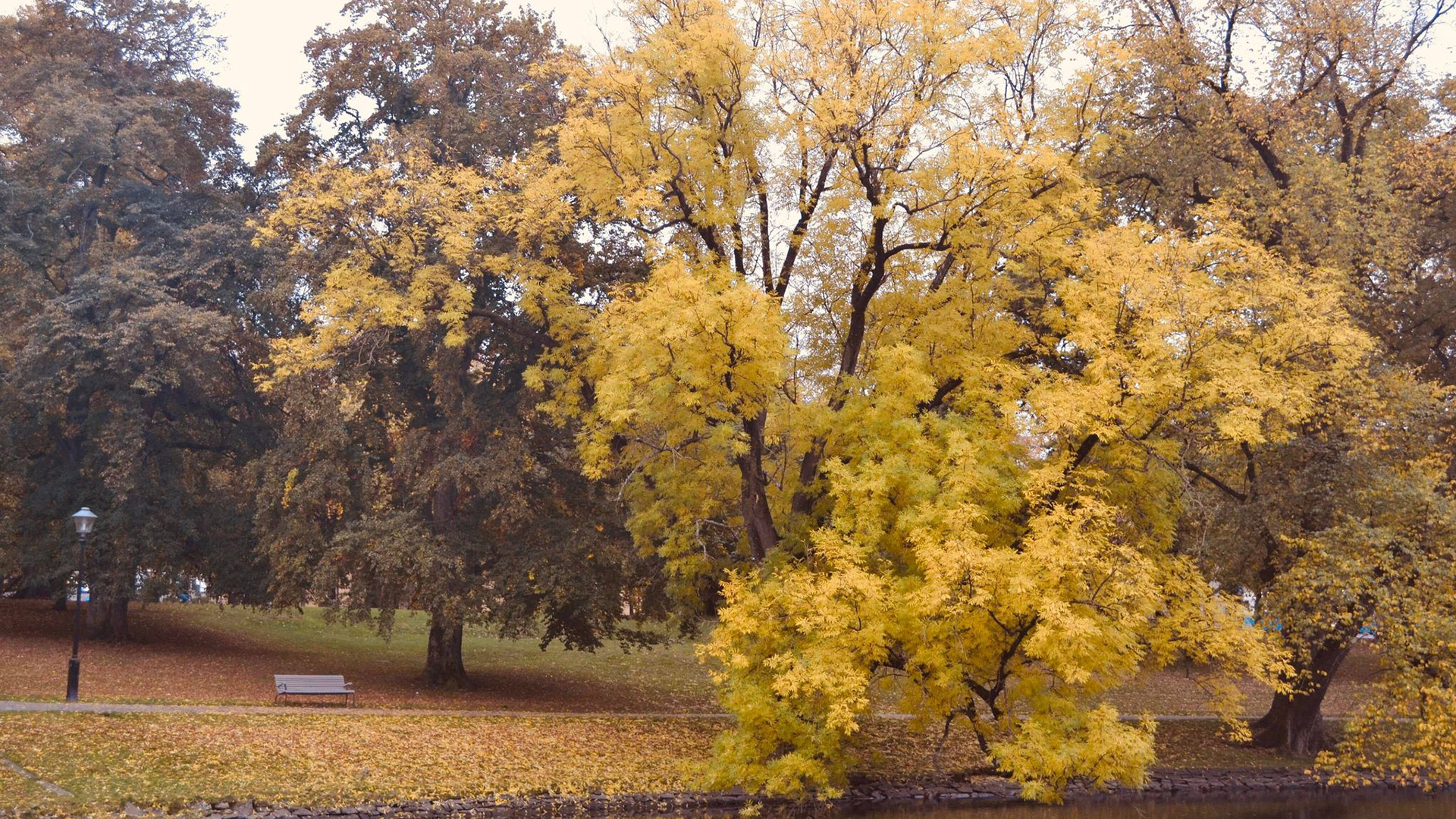 秋意正浓,公园,落叶,座椅