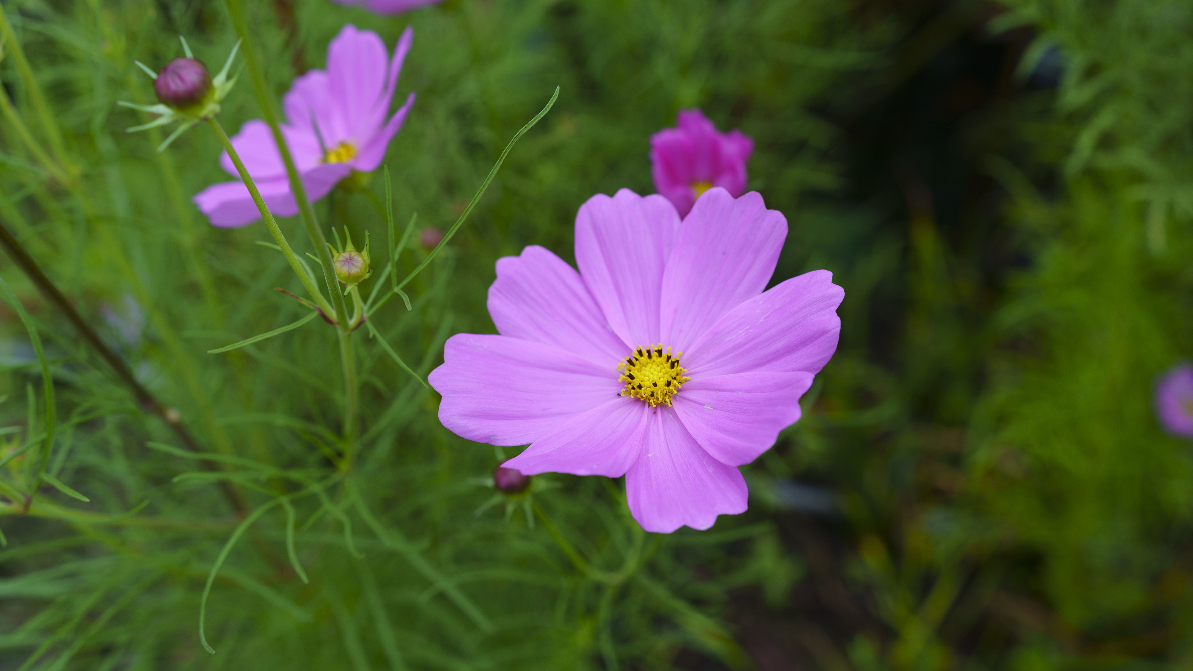 鸟语花香,花蕊,花丛
