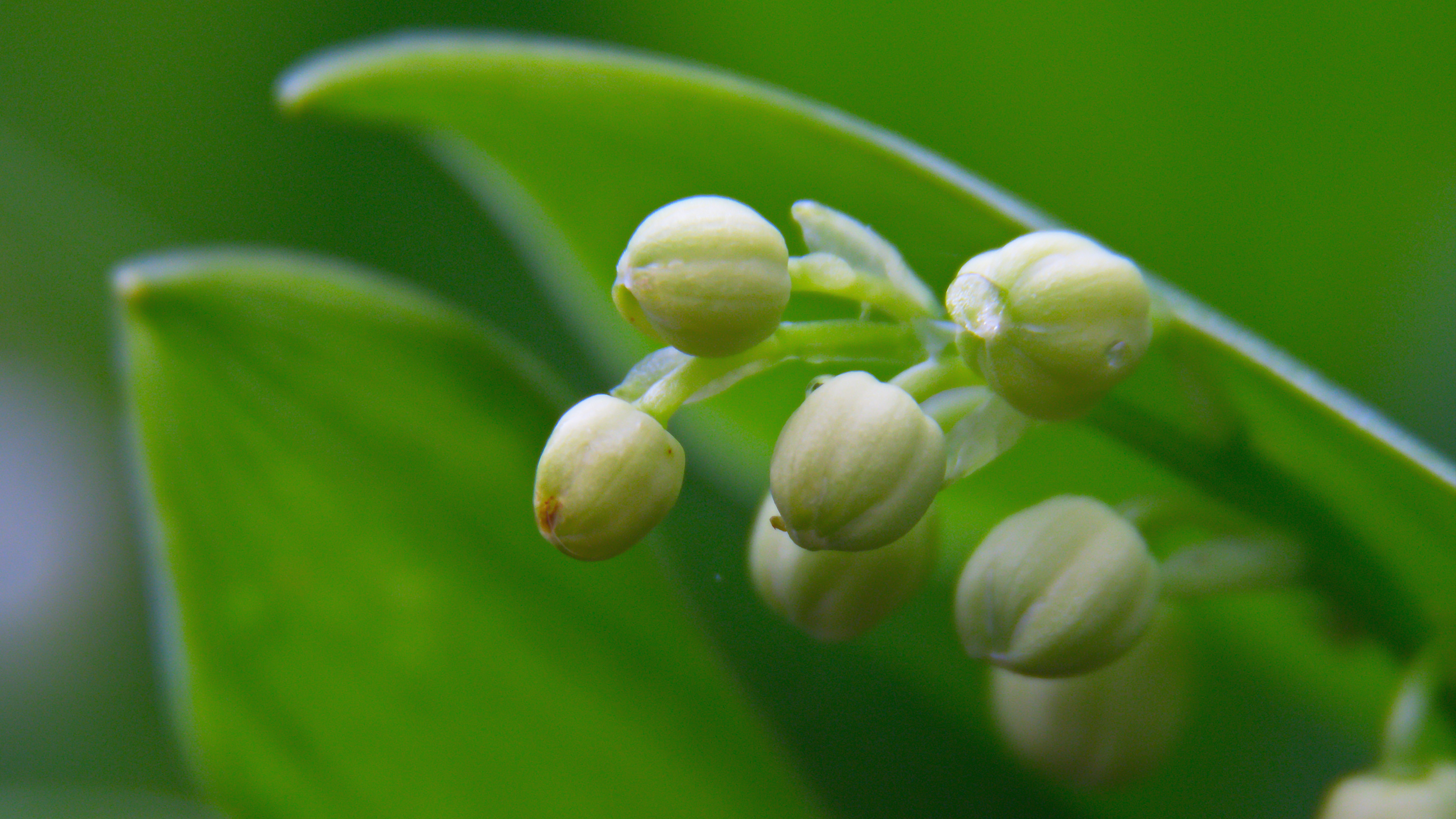 护眼壁纸,花蕾,果实,花蕊