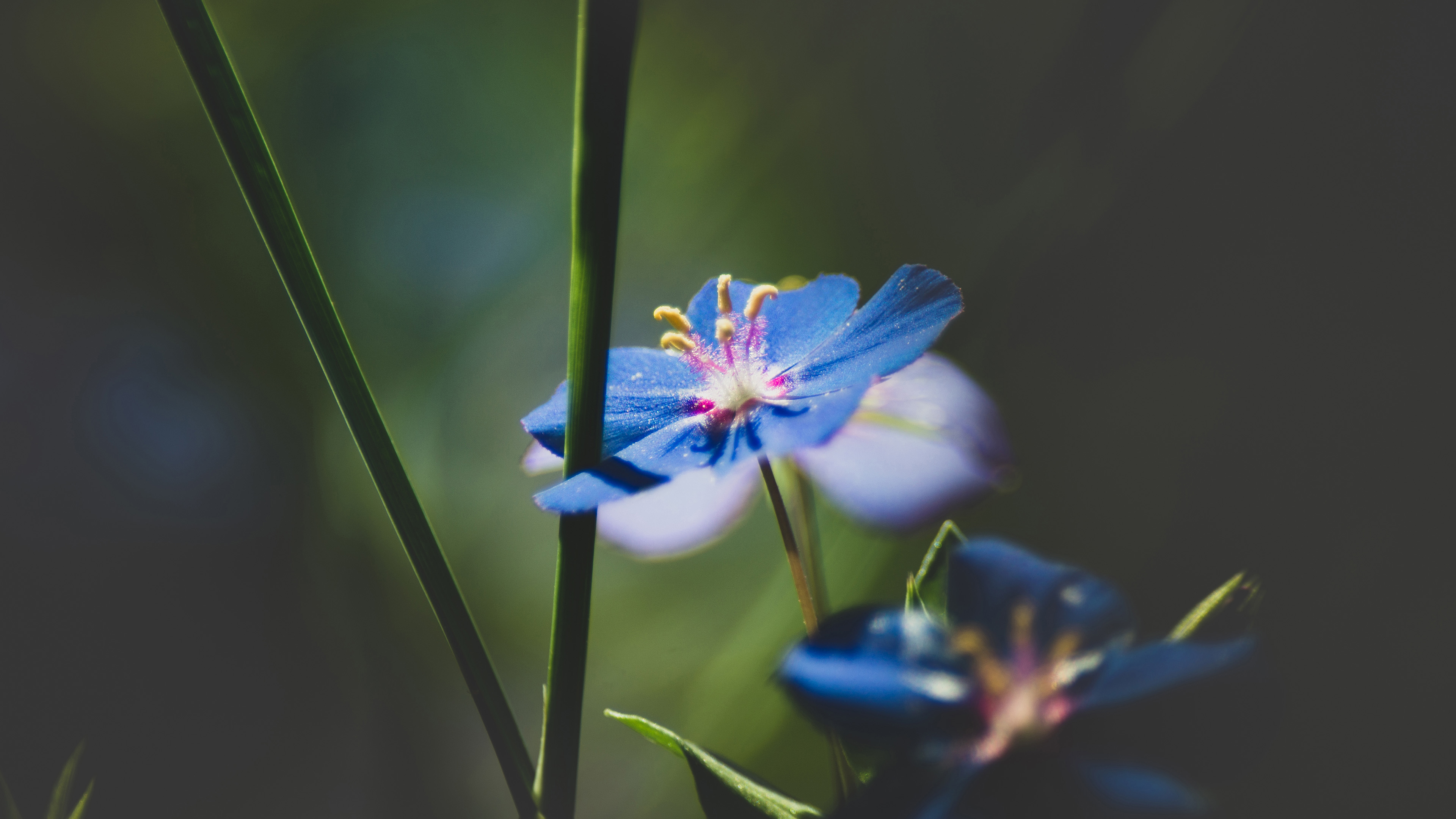 娇艳欲滴,兰花,花蕊,小花朵