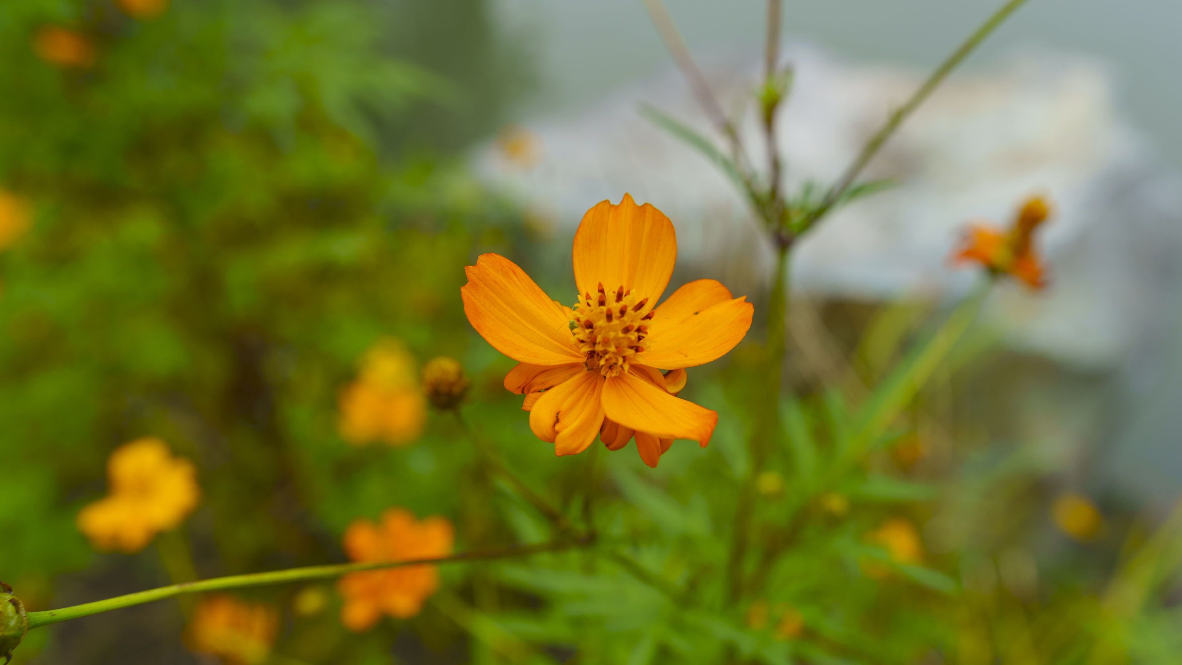 鸟语花香,花丛,橘色小花,花蕊