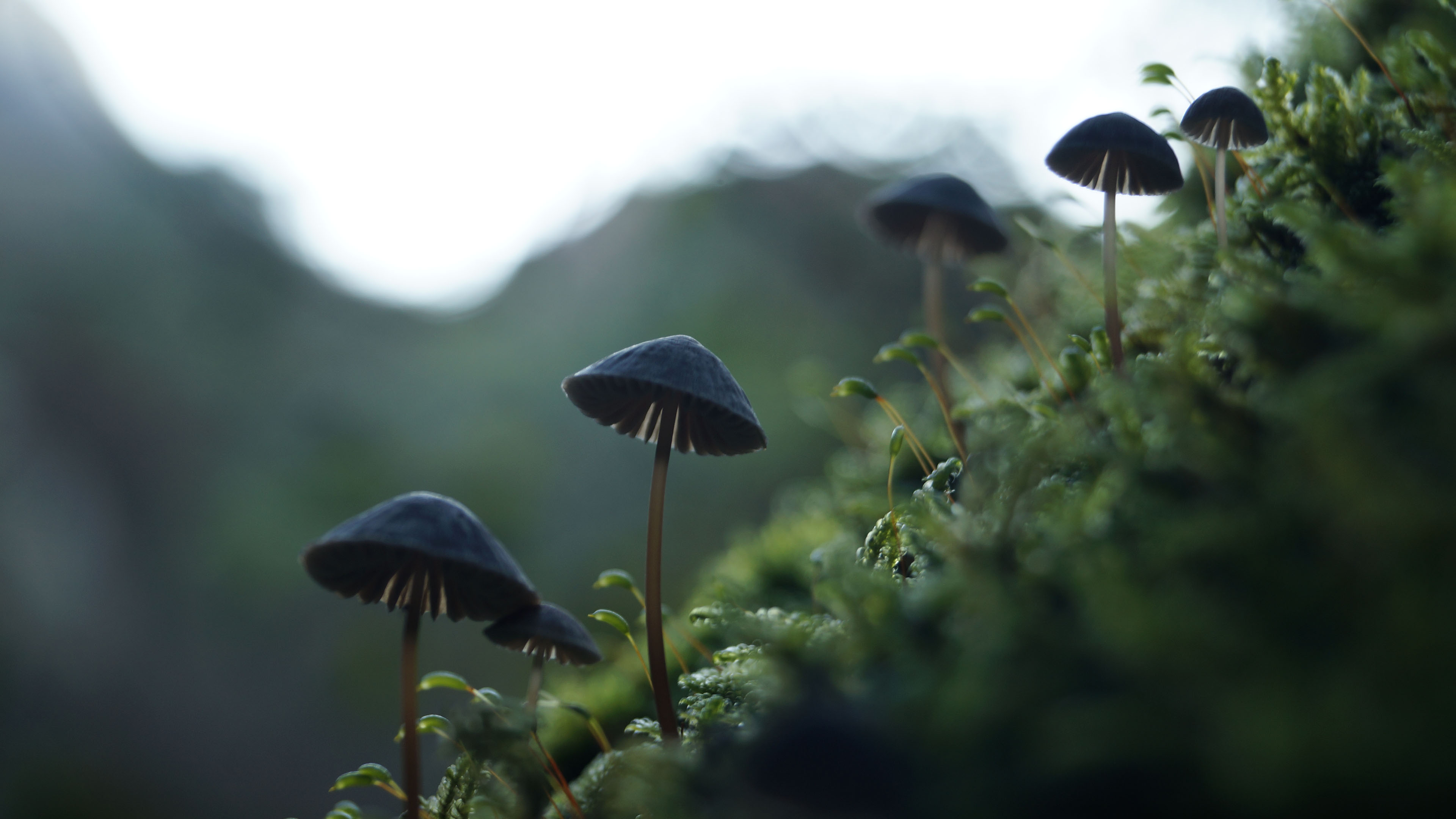 护眼壁纸,草地,蘑菇,剧毒