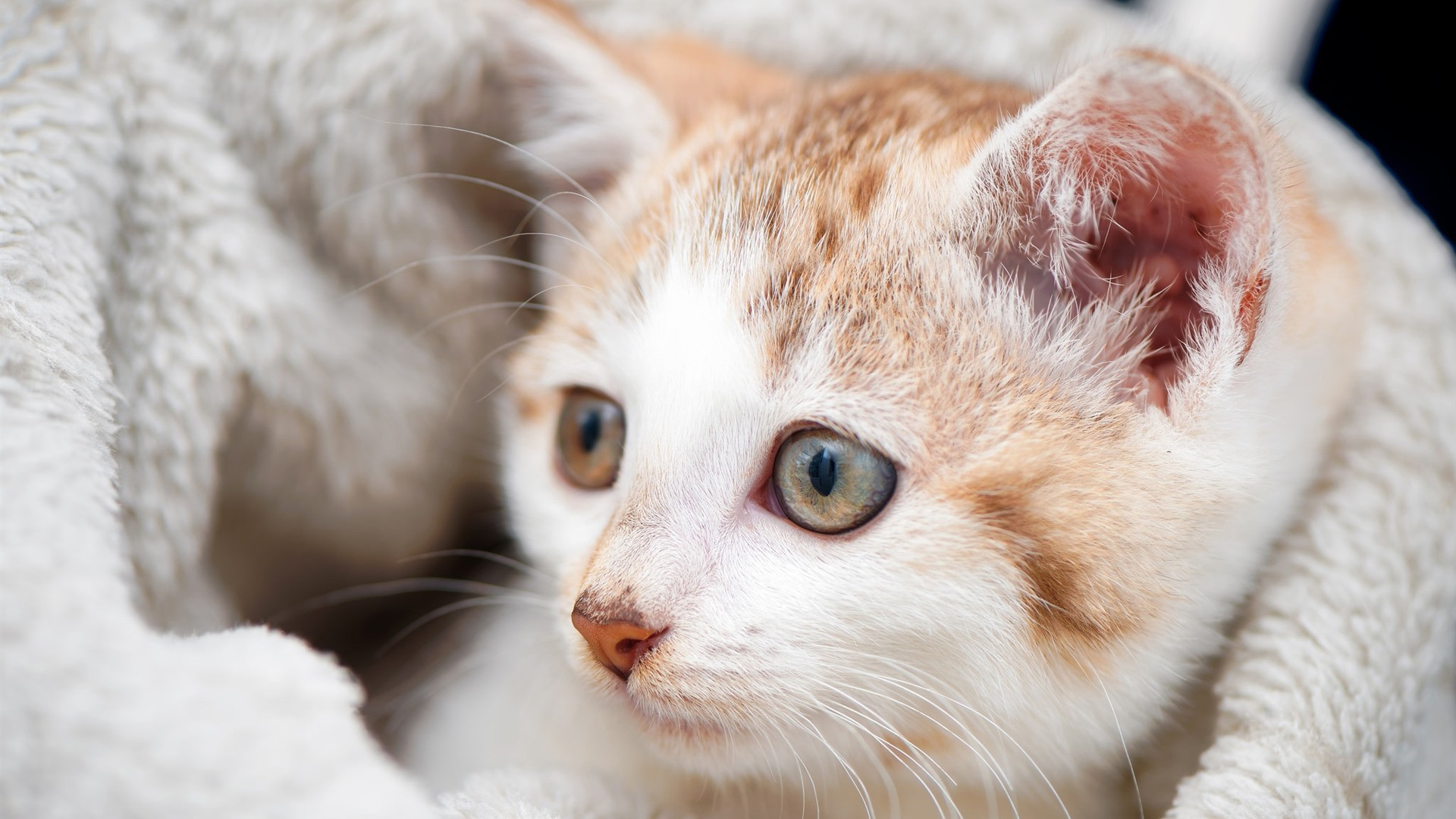 喵星人,猫眼,猫咪