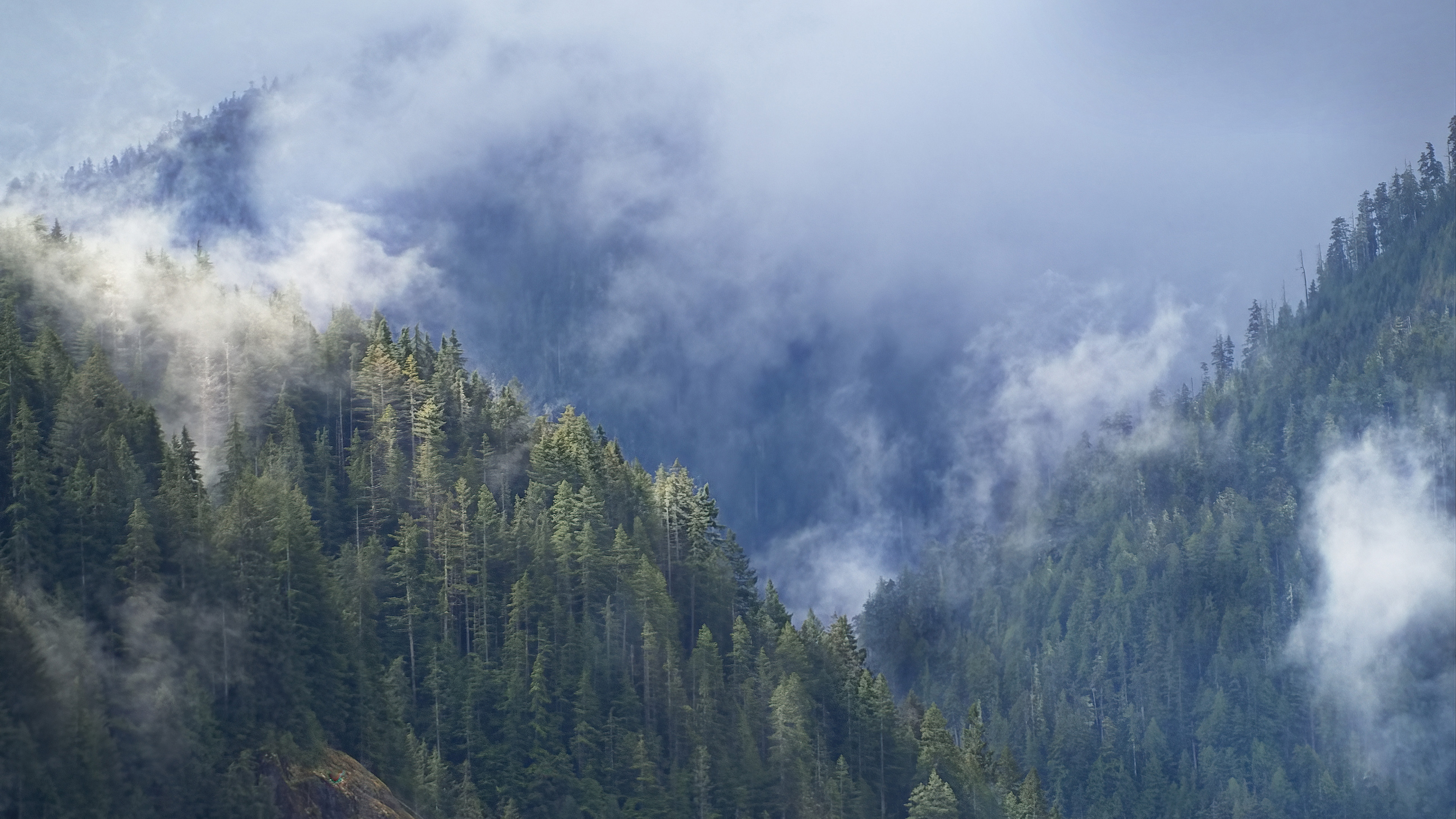 自然风光,树林,云雾缭绕