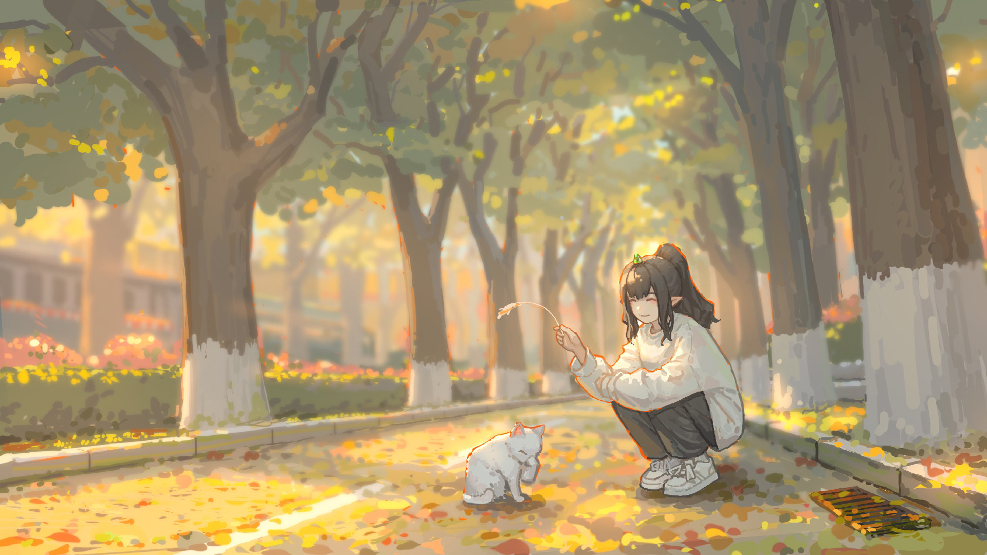 落叶,流浪猫,阳光