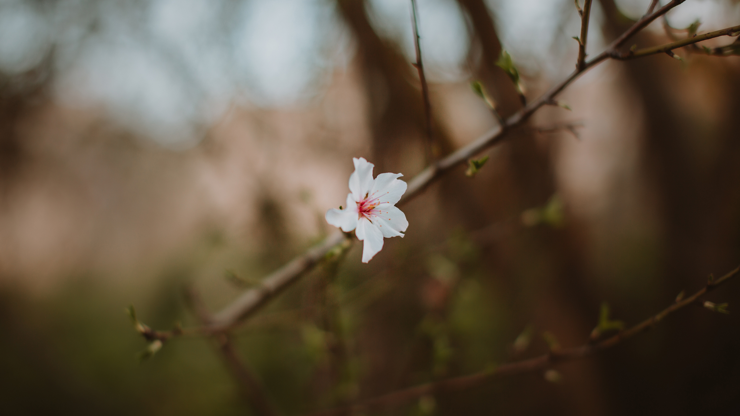 鸟语花香,樱花,绽放,花朵