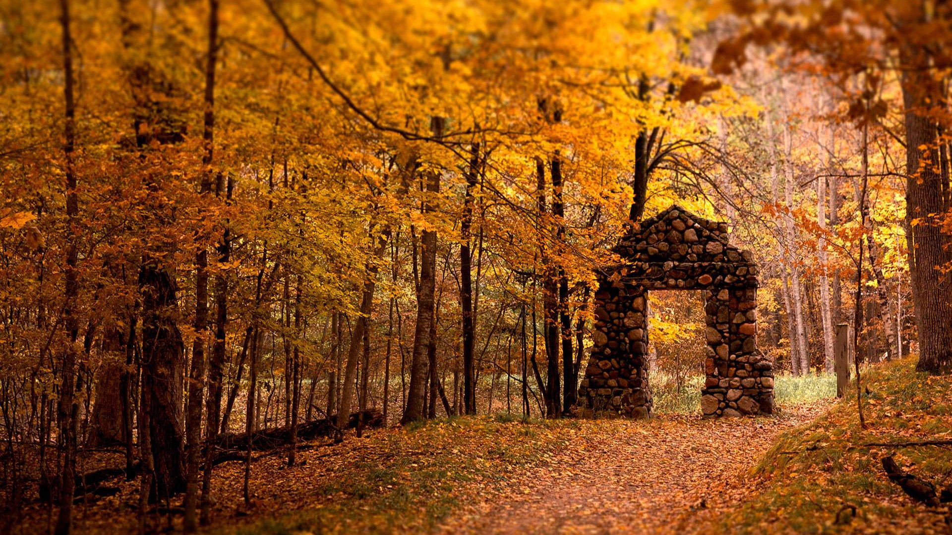 秋意正浓,树林,落叶,红叶,石门