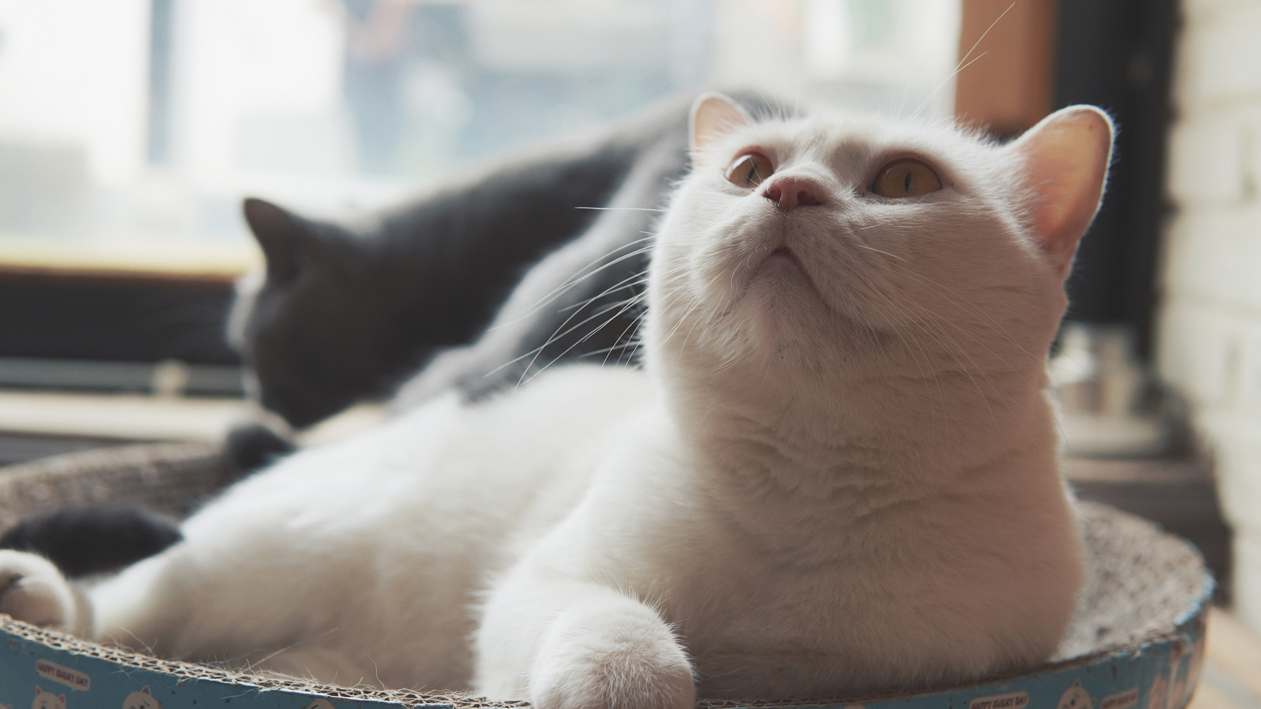 喵星人,肥猫,猫咪,可爱