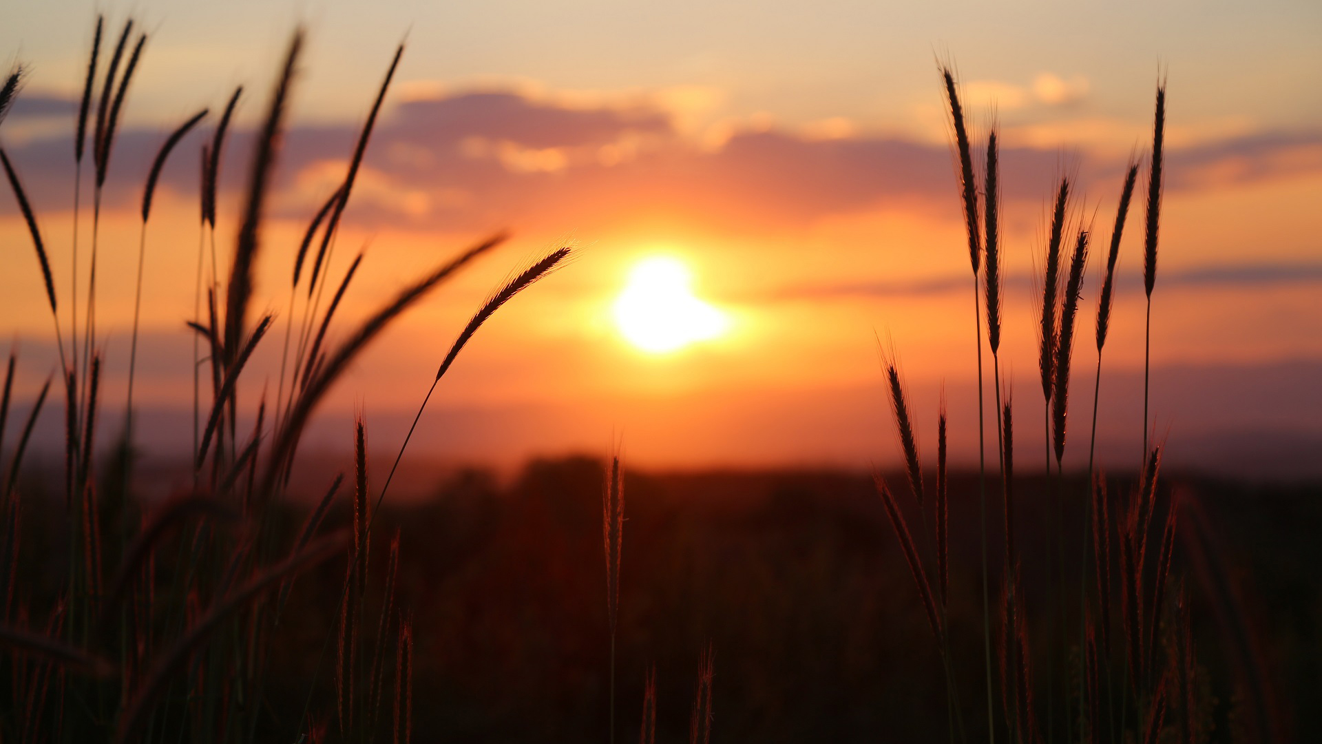 落日余晖,芦苇,狗尾草,夕阳,日出