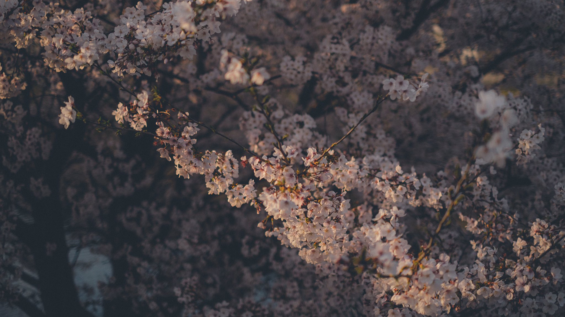 鸟语花香,樱花,繁盛