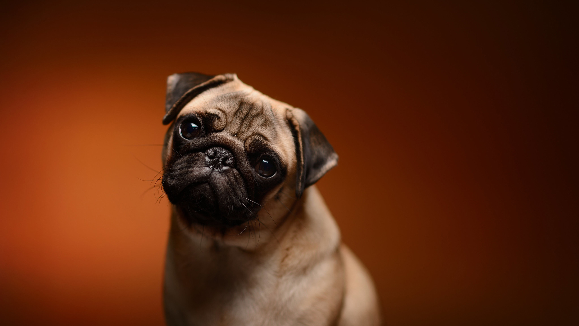 汪星人,呆萌小狗,可爱