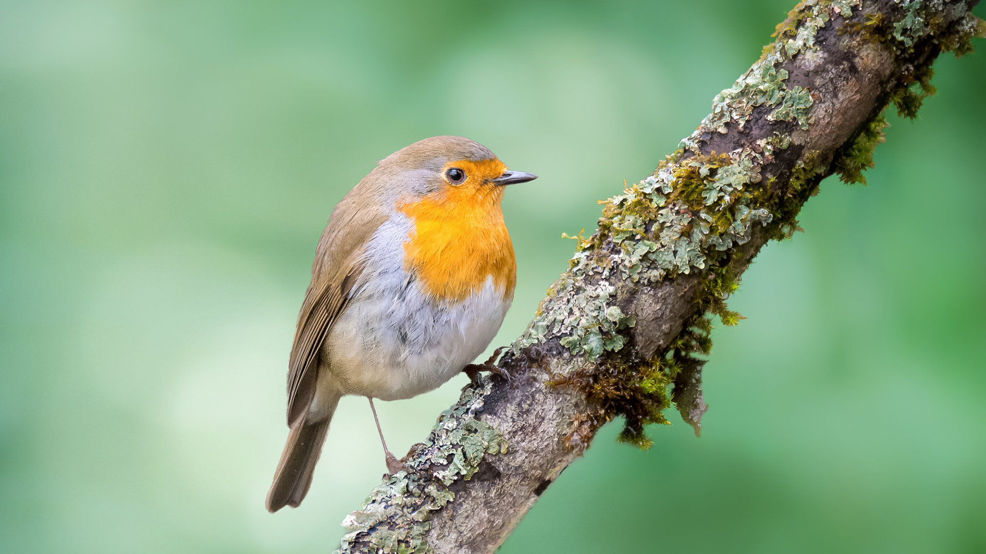 小鸟天地,树枝,雀