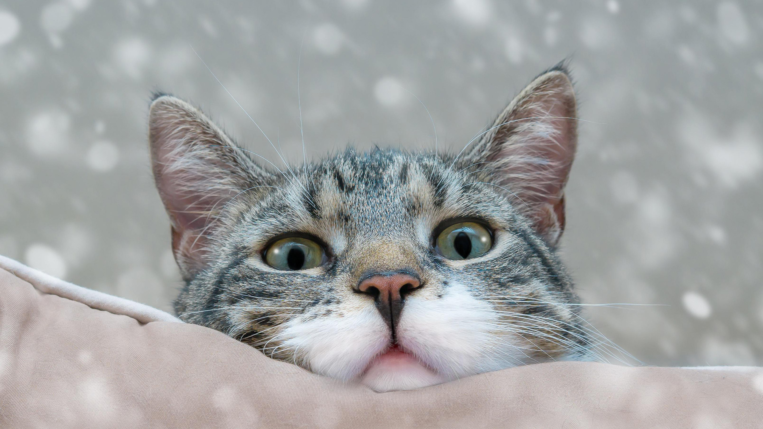 喵星人,猫咪,雪纷纷,可爱