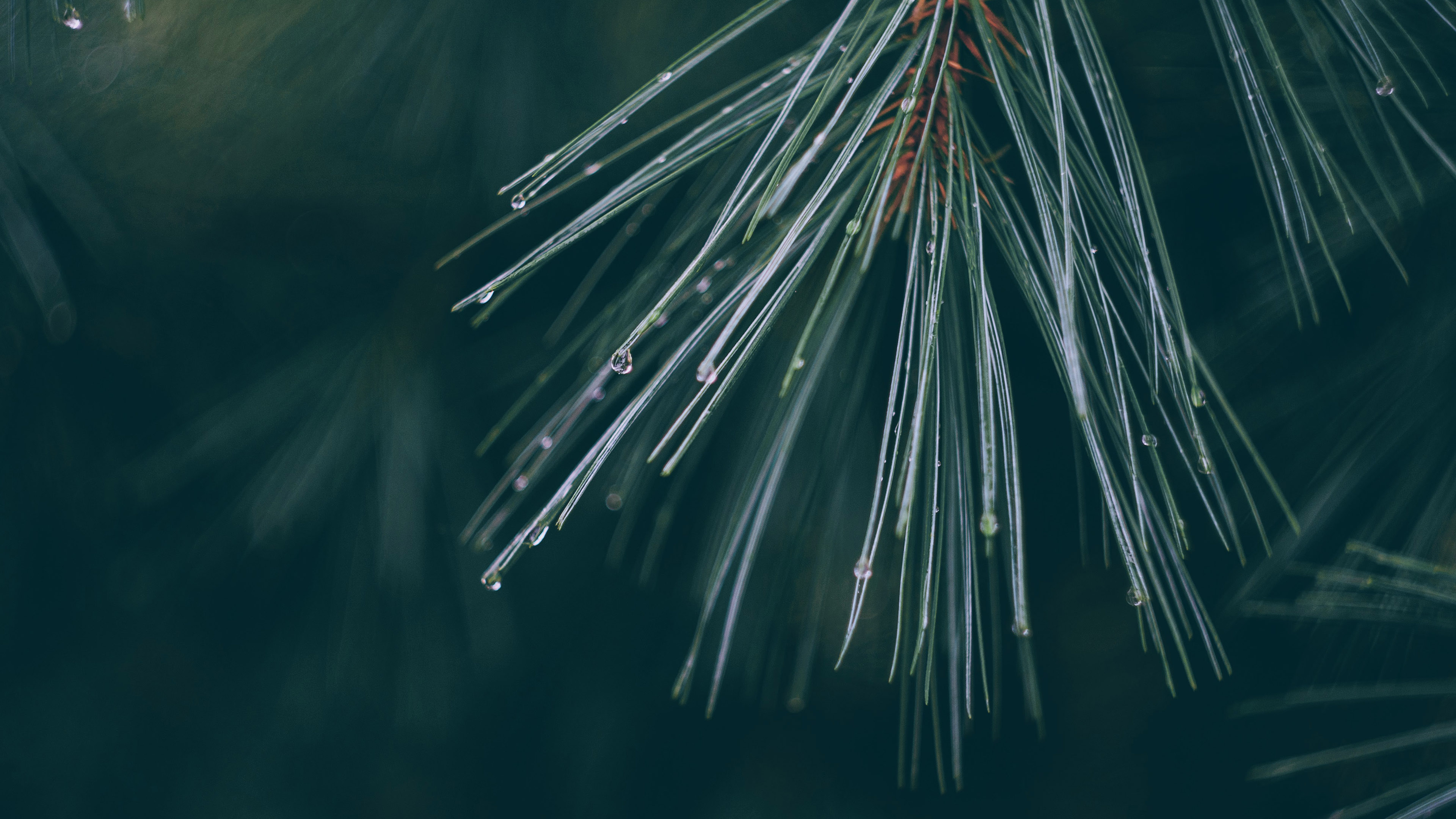 护眼壁纸,松树,针叶,雨滴