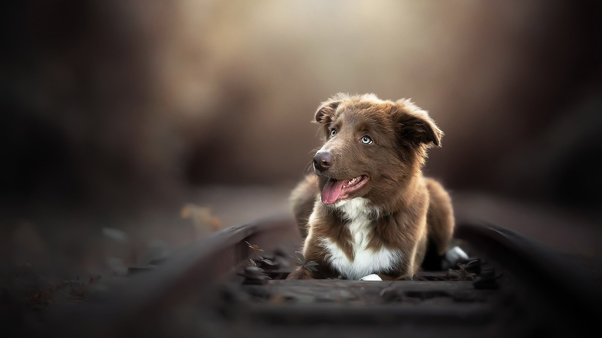 汪星人,特写,小狗狗