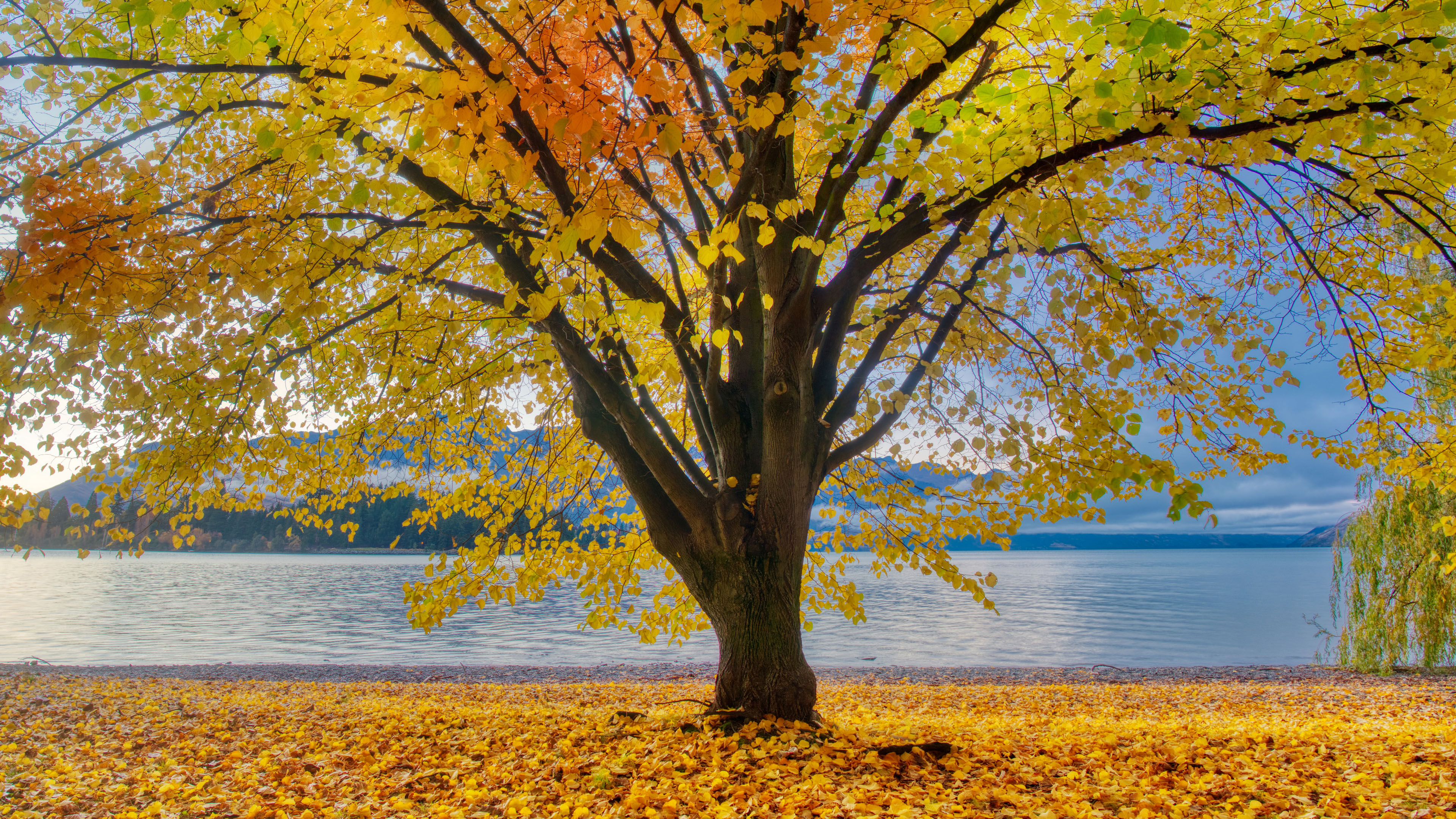 秋意正浓,落叶,湖畔,金黄