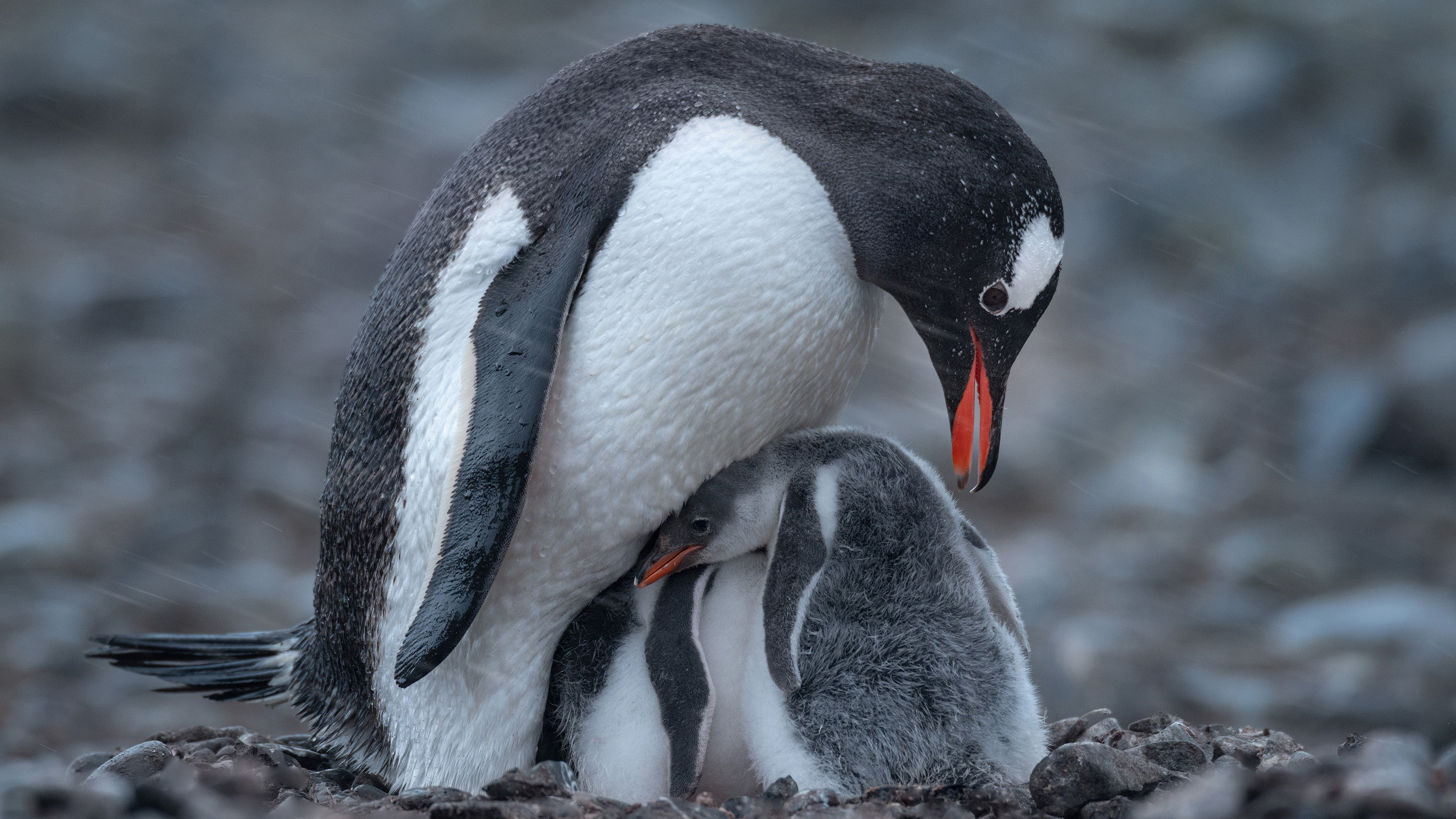 野生动物,企鹅,妈妈,企鹅宝宝
