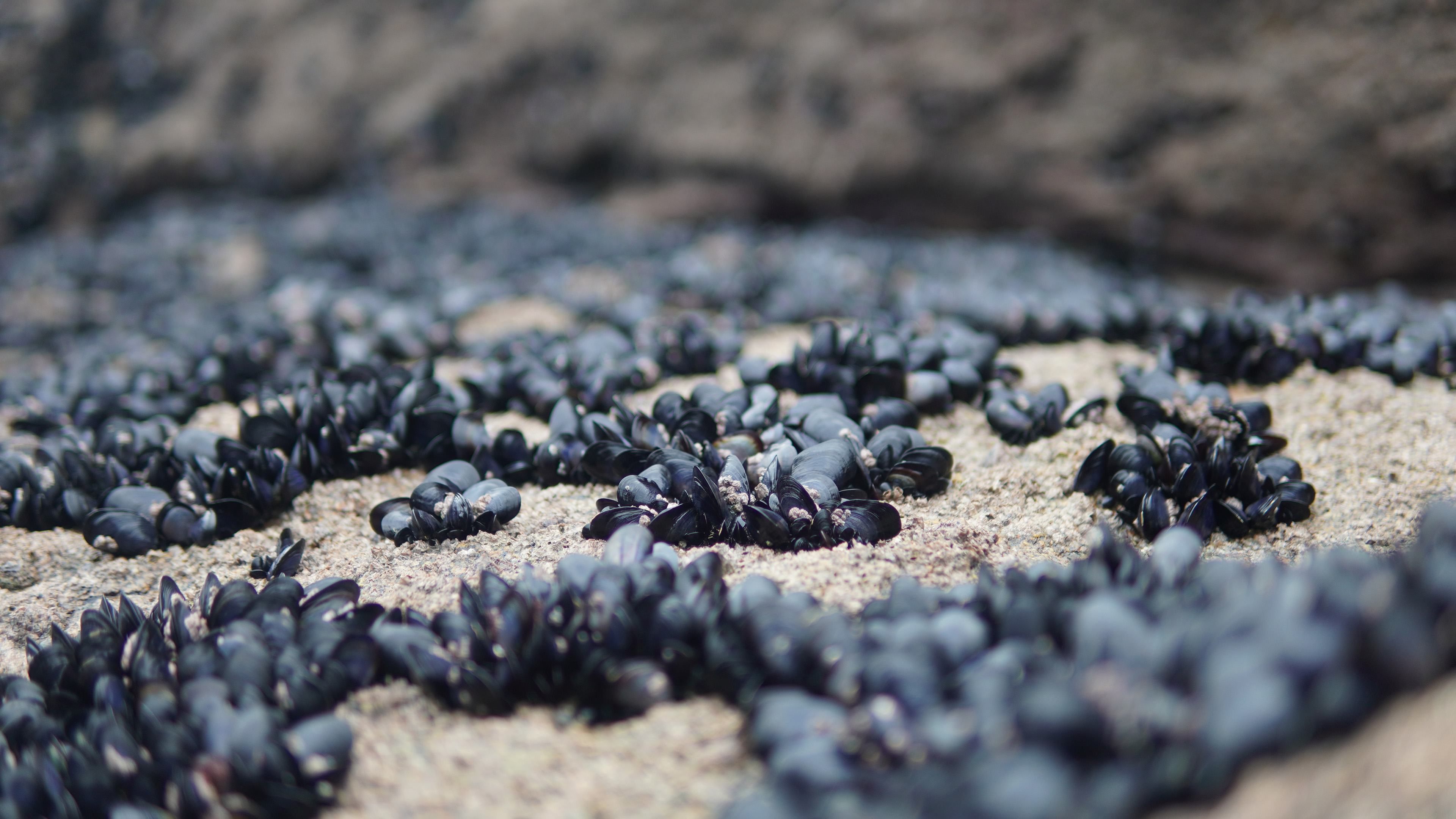 沙滩,贝壳,青贝