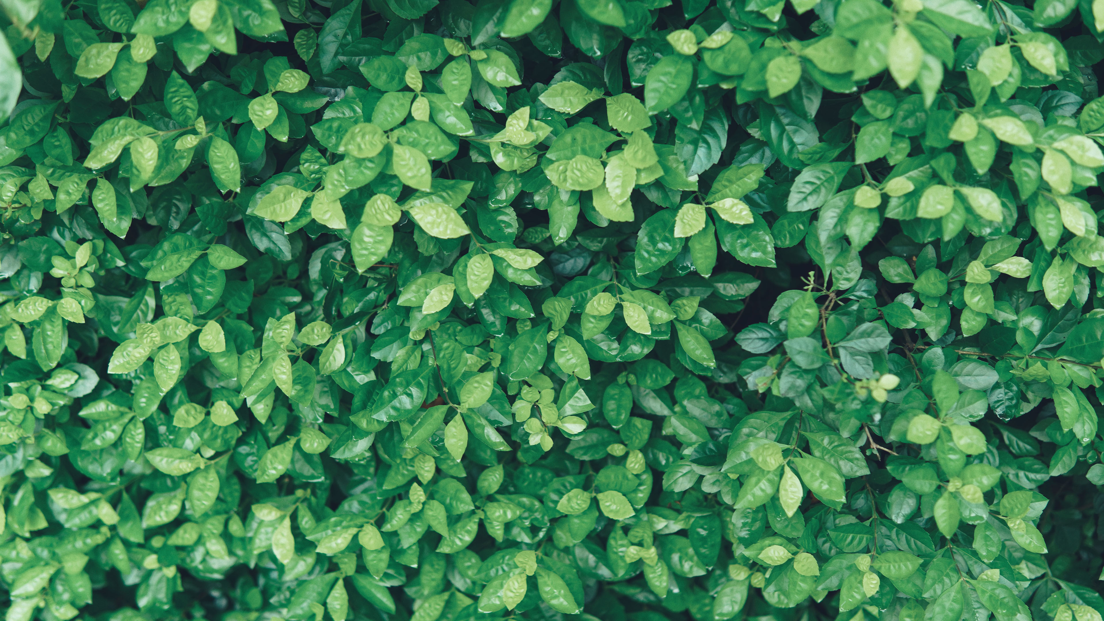 护眼壁纸,绿叶,树丛,绿油油