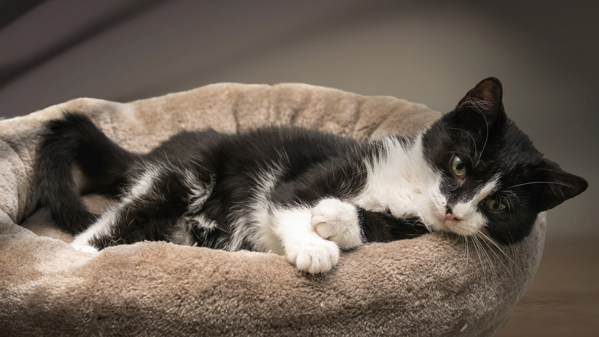 喵星人,黑猫咪,窝