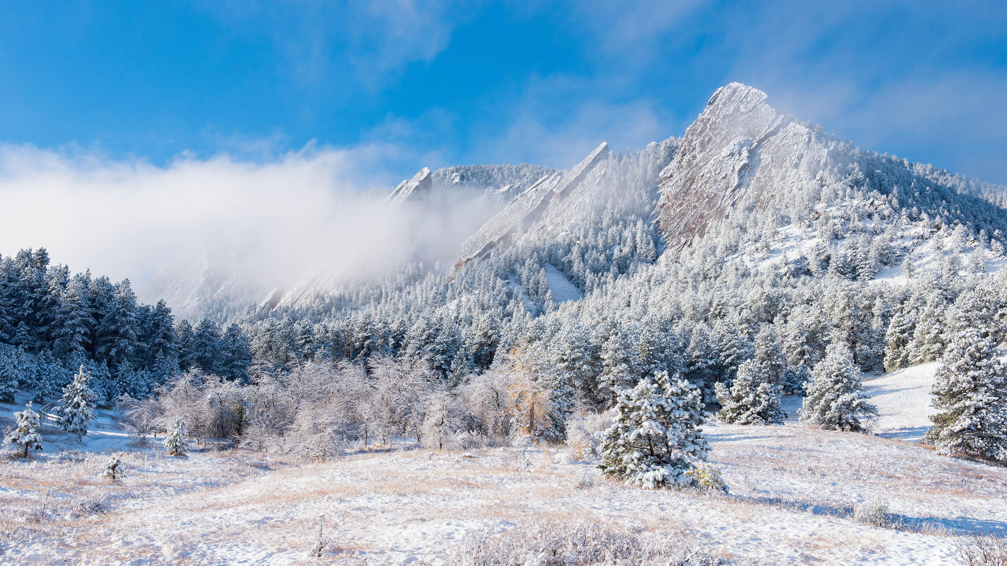 冰天雪地,雪山,针叶林