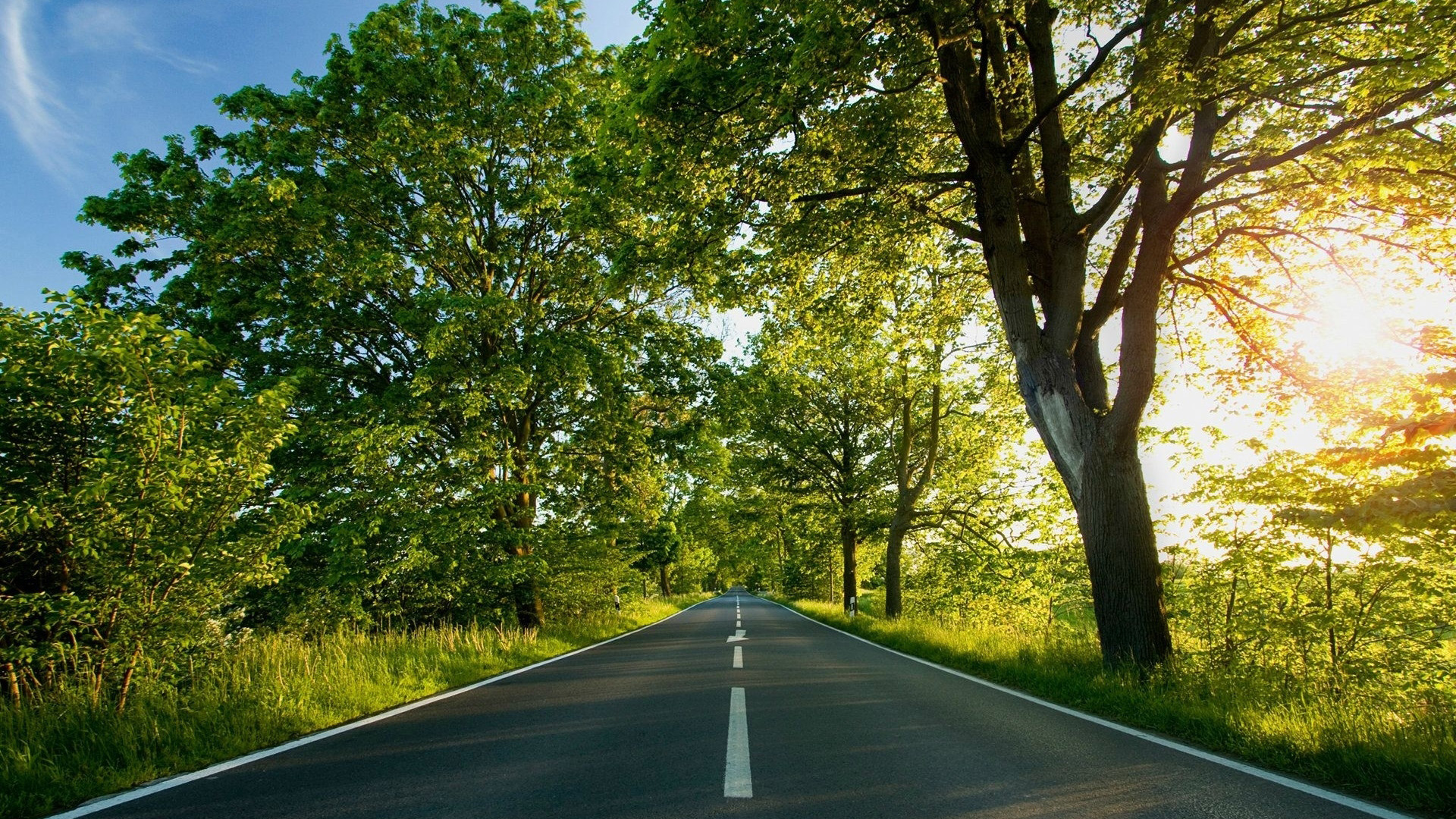 自然风光,阳光,树荫,笔直