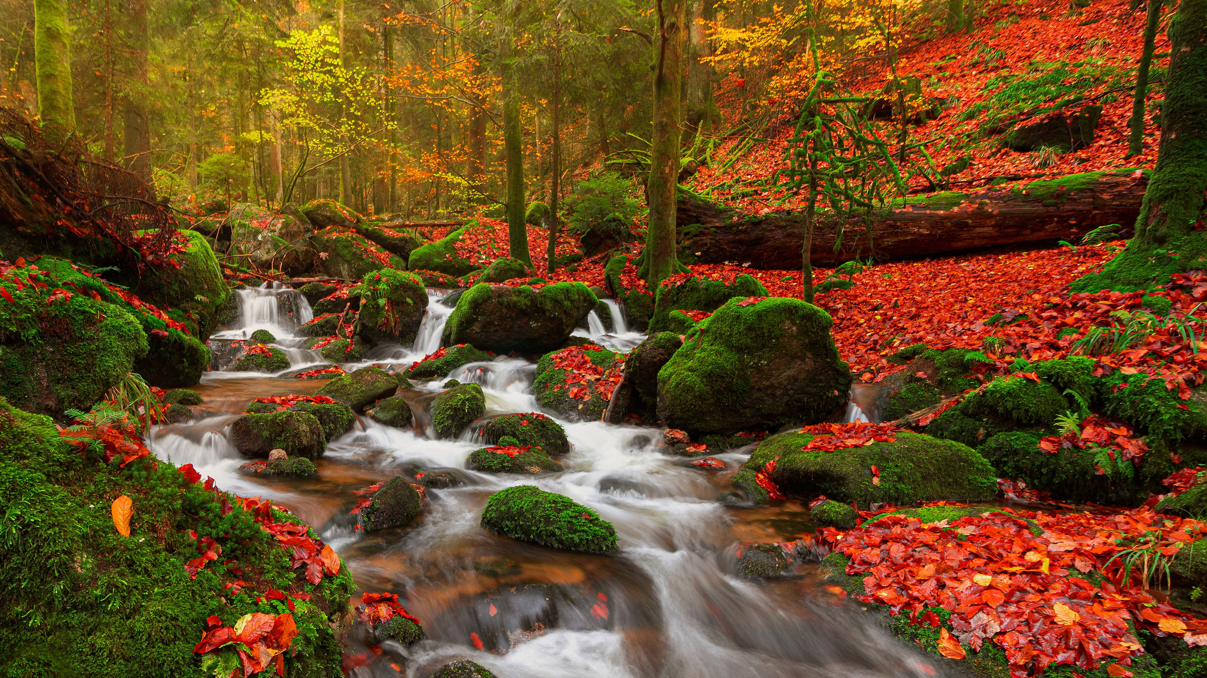 秋意正浓,森林,落叶,红叶林,小溪