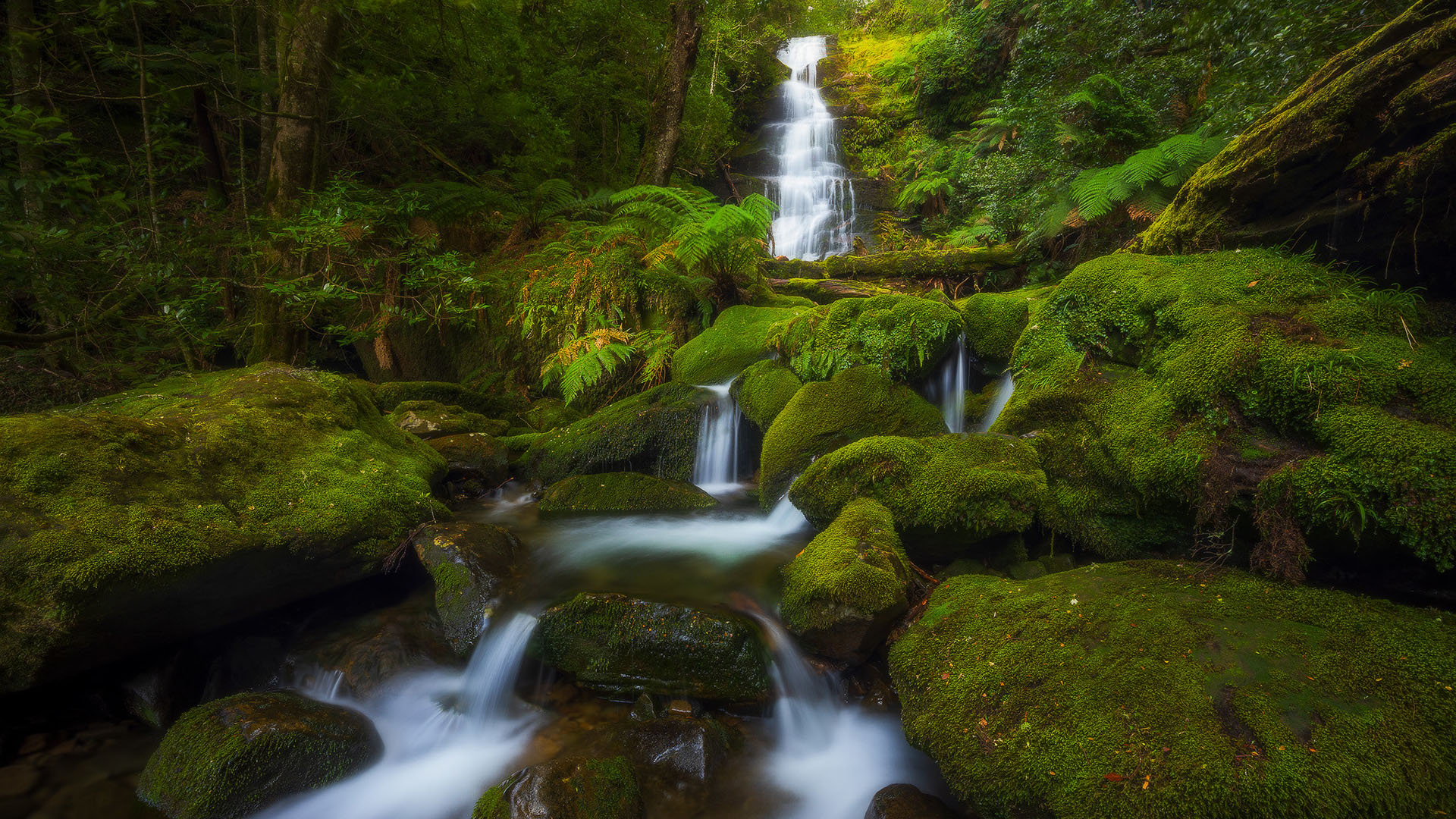 炎炎夏日,青苔,瀑布,森林