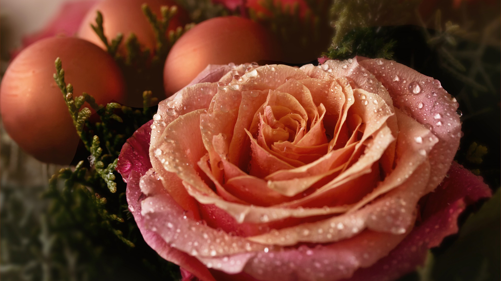 娇艳欲滴,花朵,玫瑰,圣诞