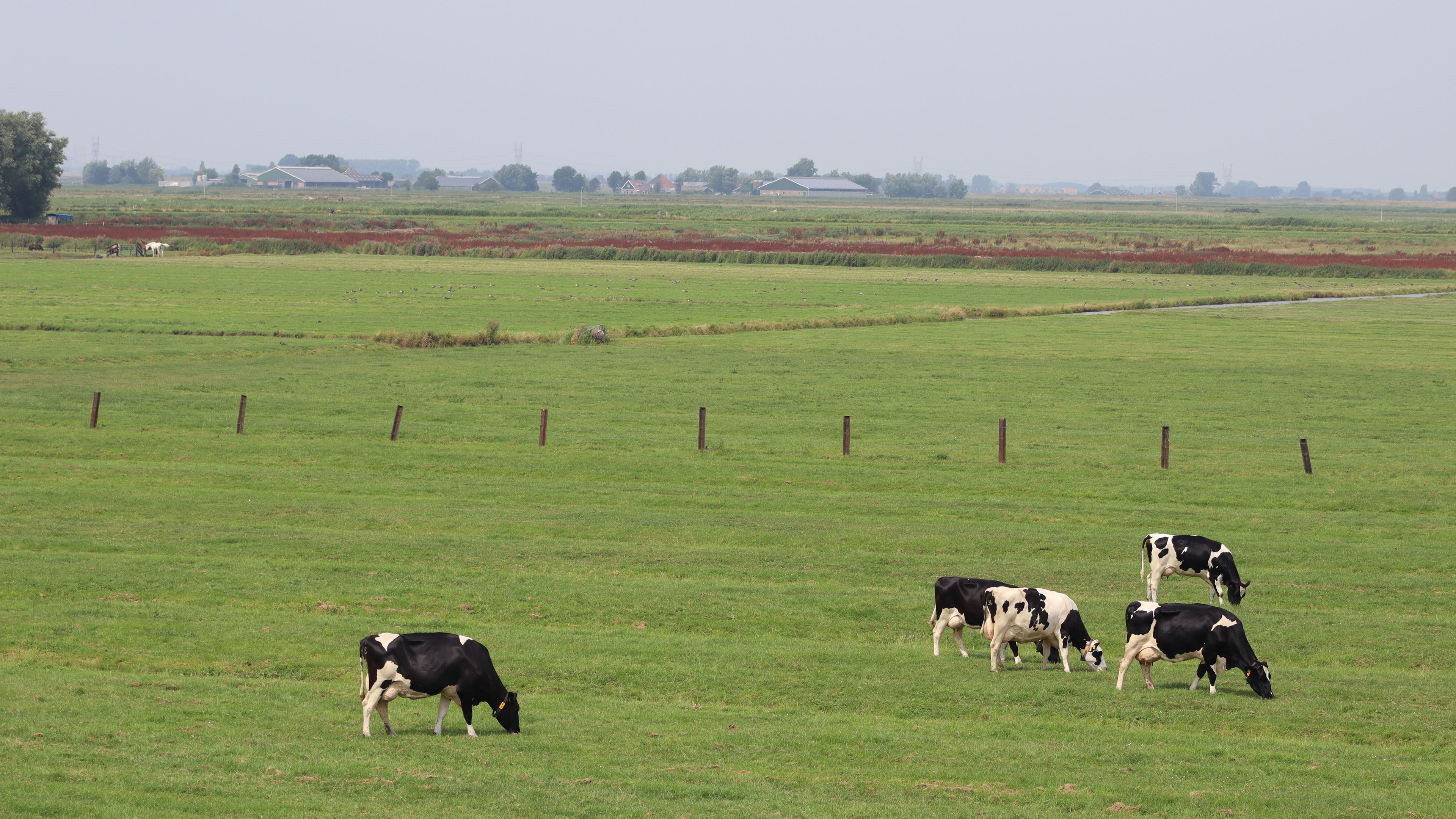 自然风光,草原,牧场,奶牛
