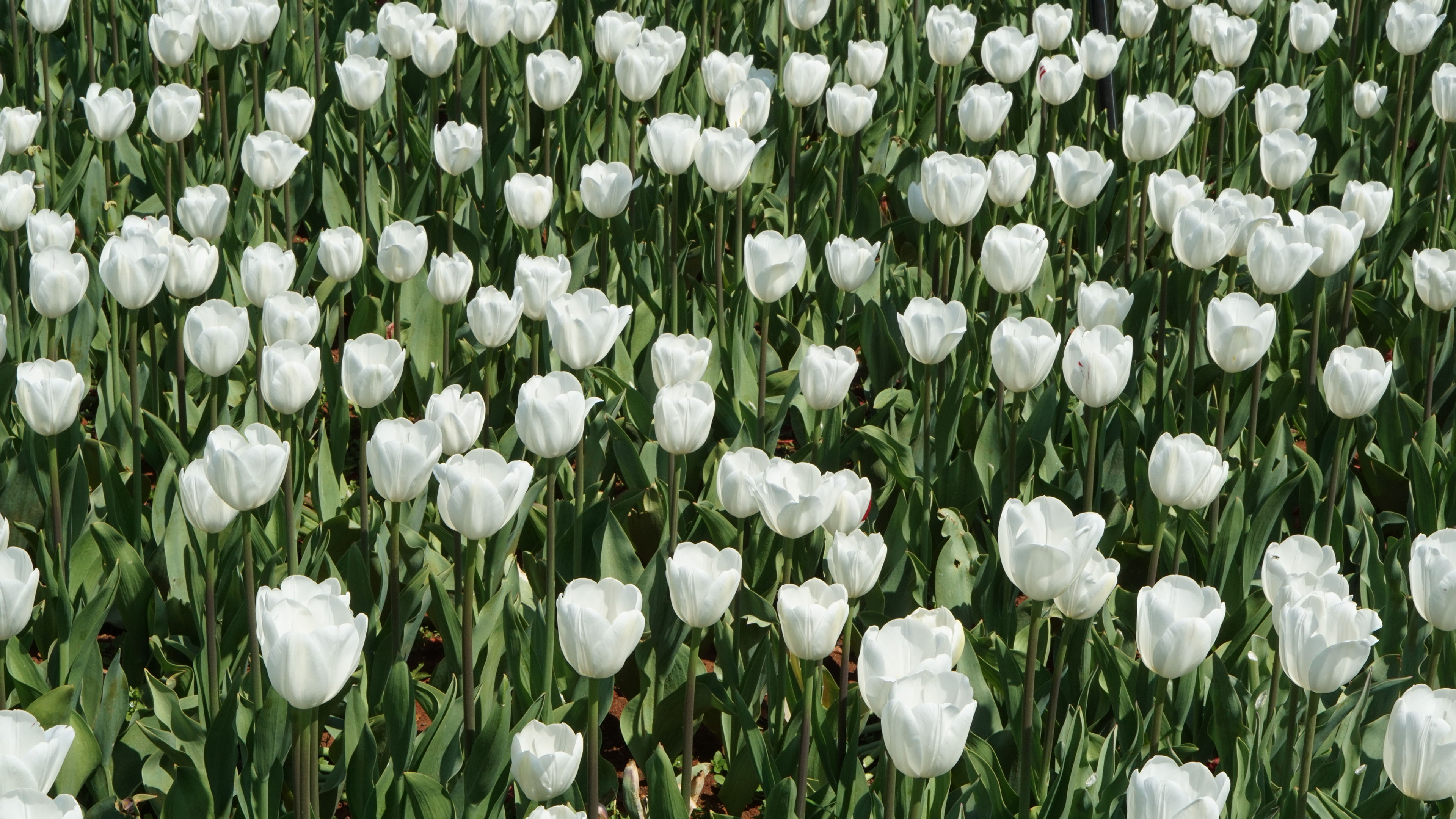 娇艳欲滴,郁金香,白色郁金香,花田