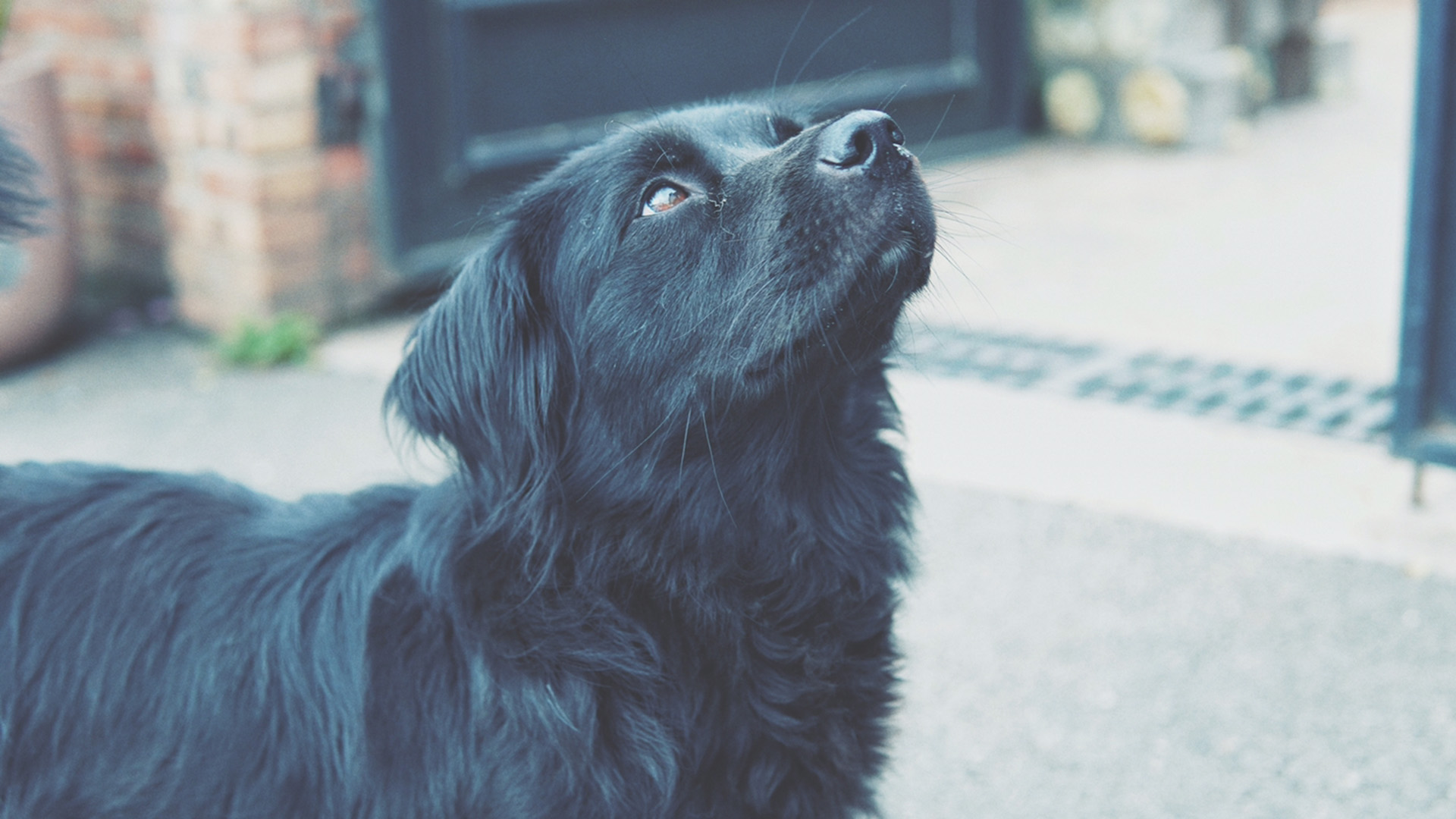 汪星人,黑狗,狗抬头