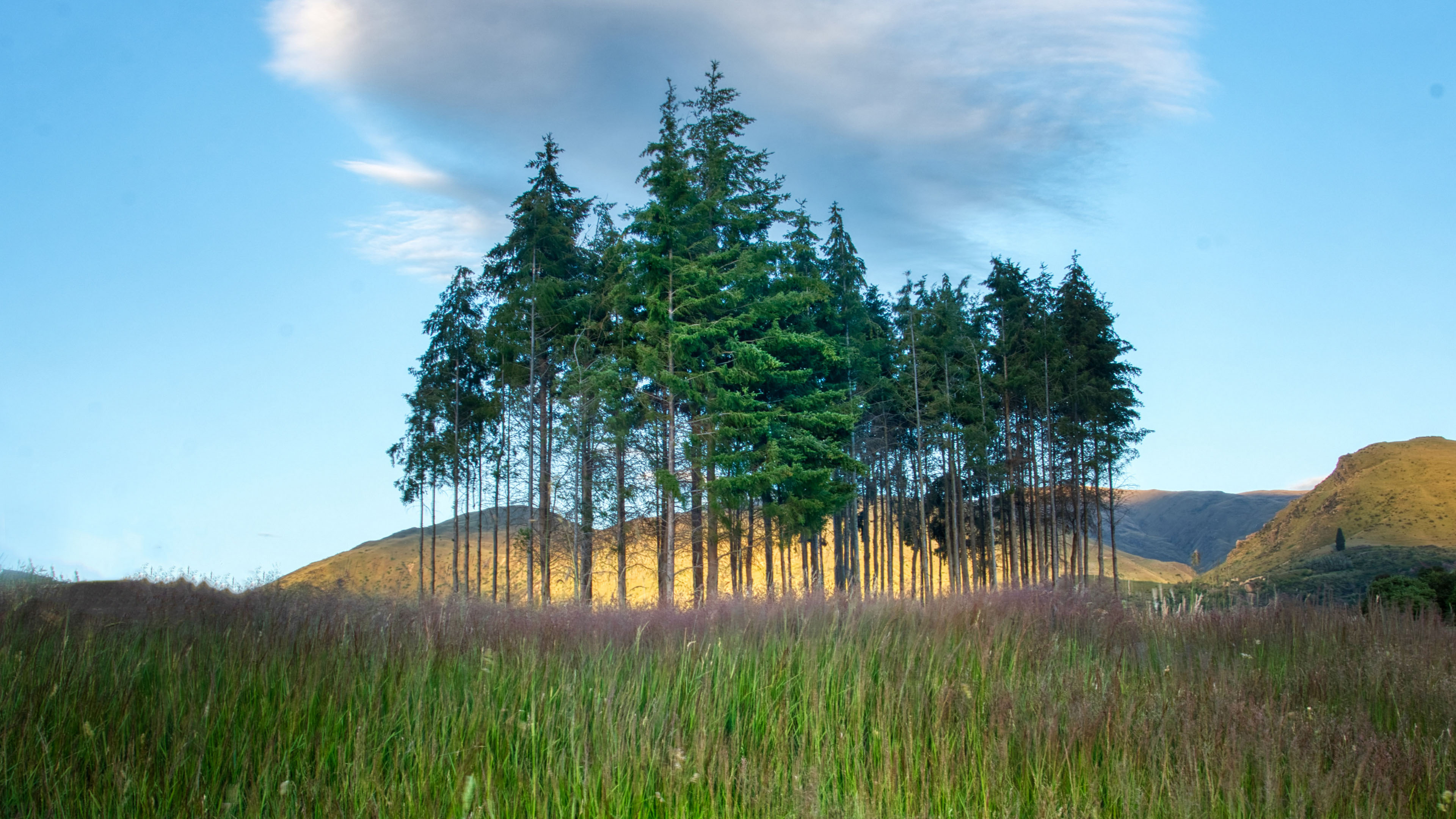 新西兰,自然风光,小树林