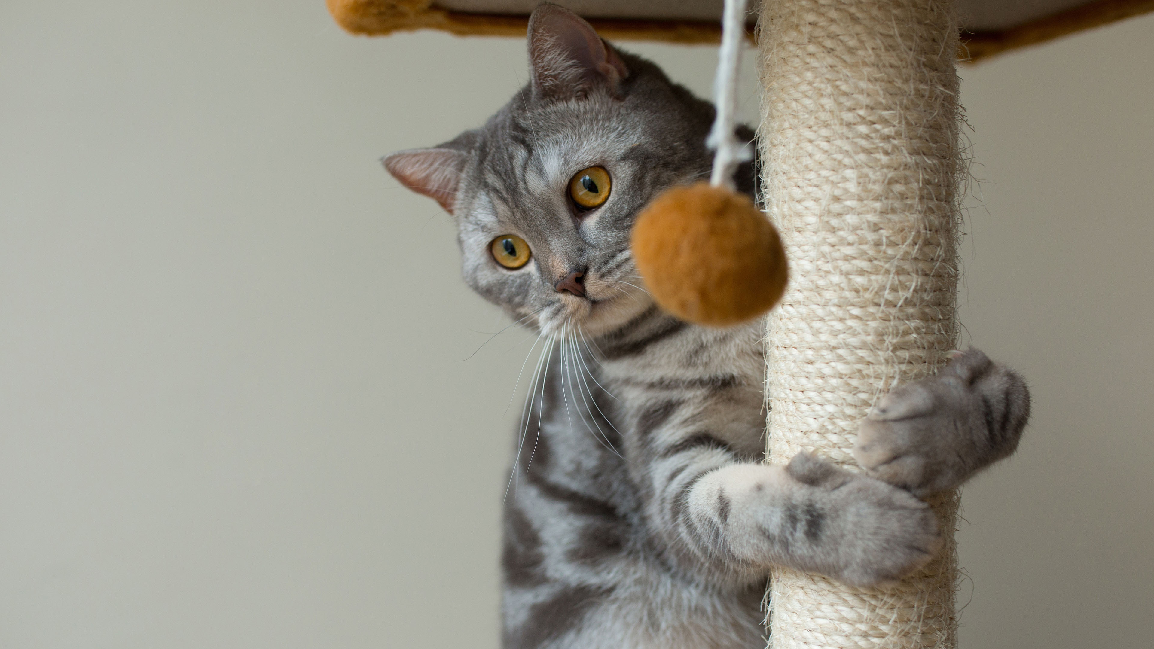 喵星人,猫咪,玩耍,大花猫