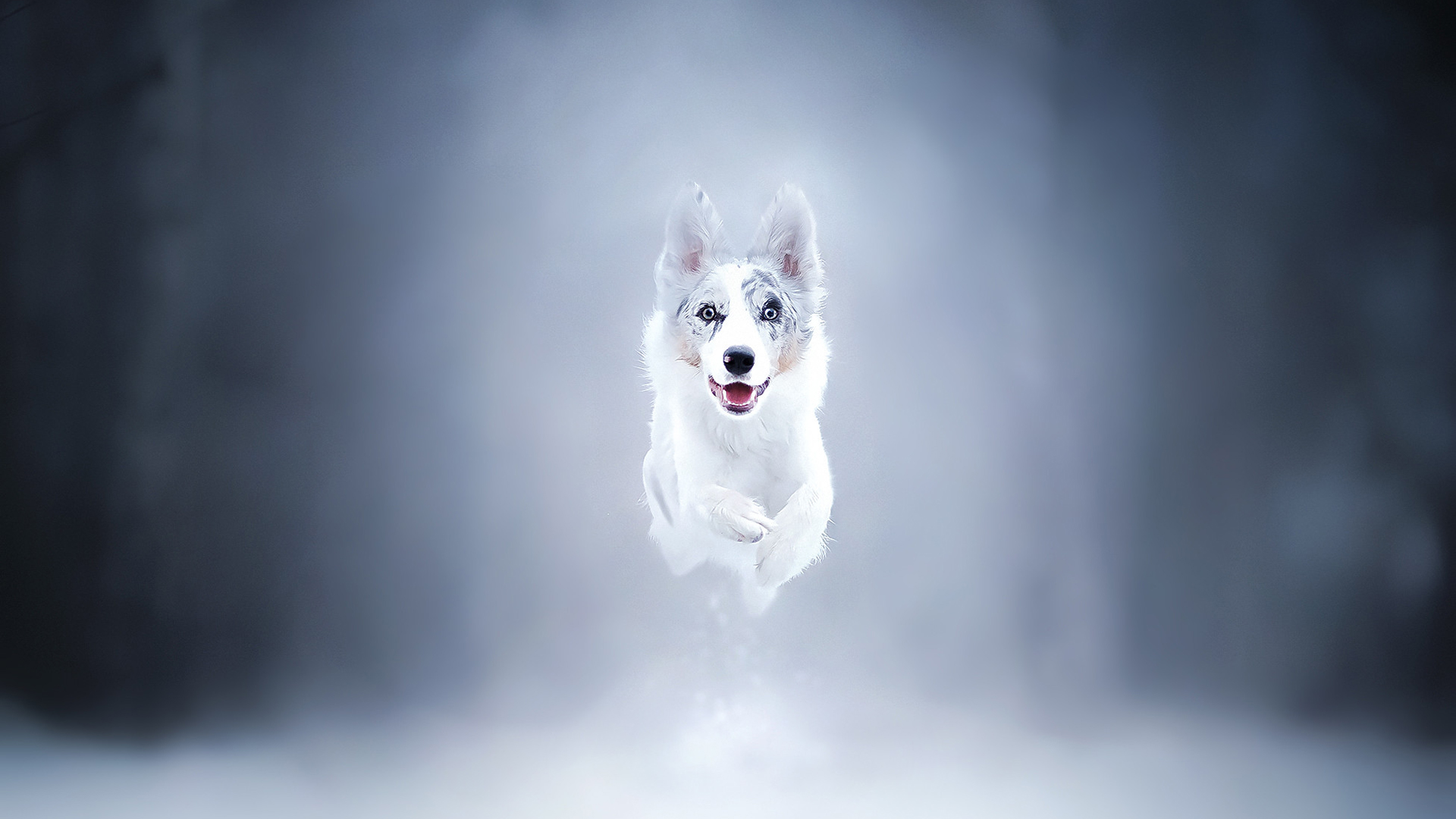 汪星人,雪天,白犬