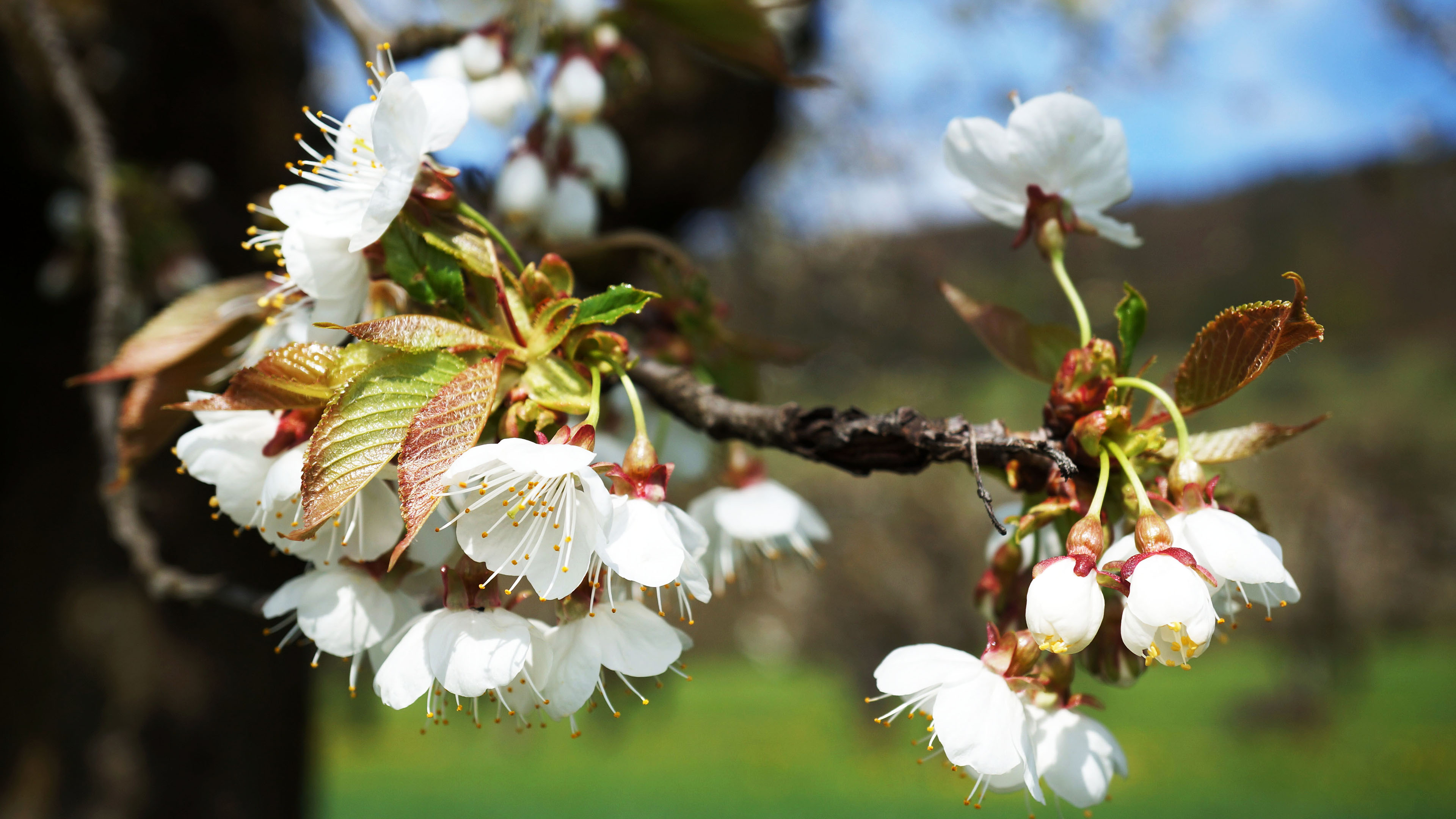 鸟语花香,樱花,树枝