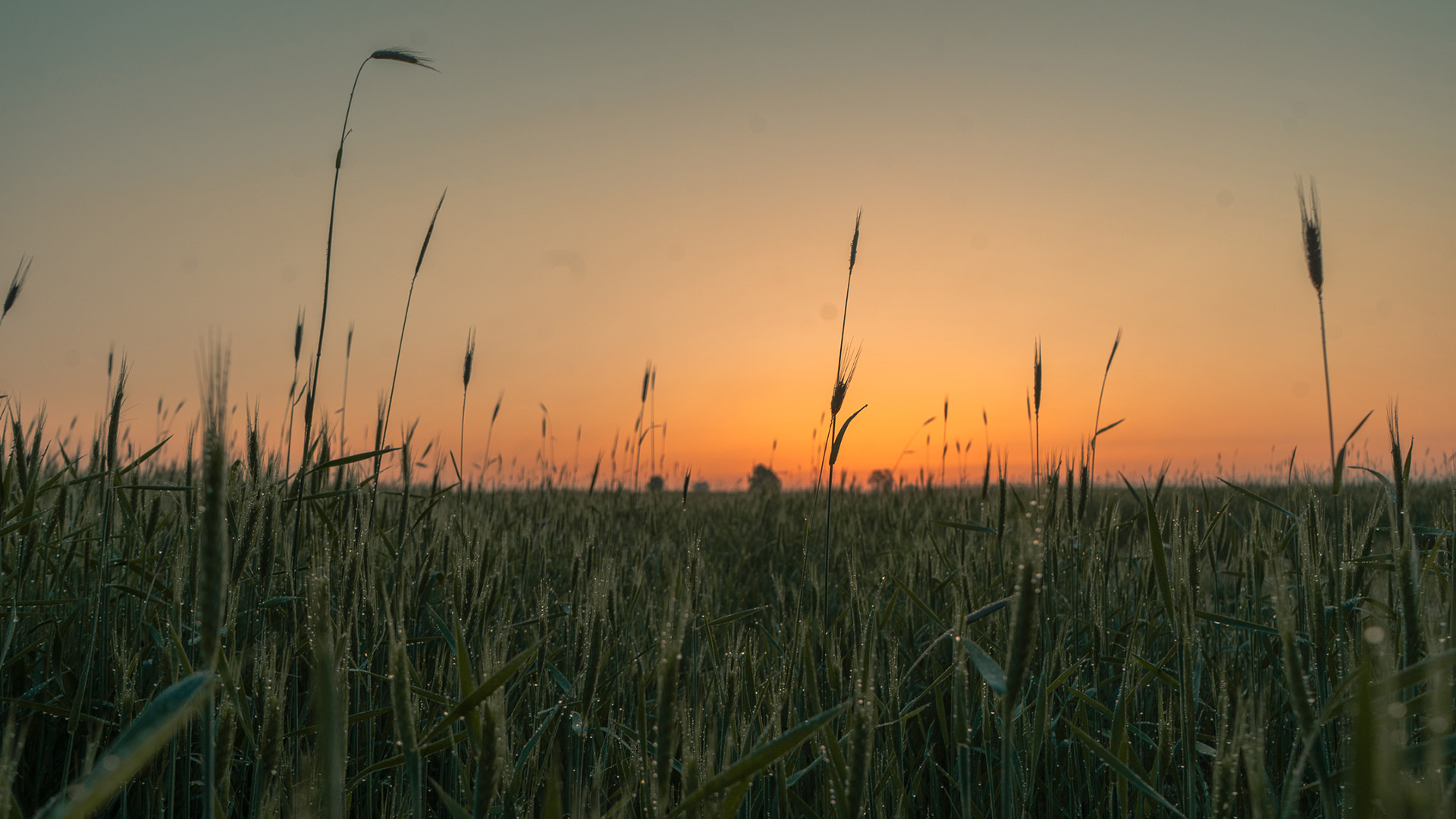 日出,麦田,大麦,东方红