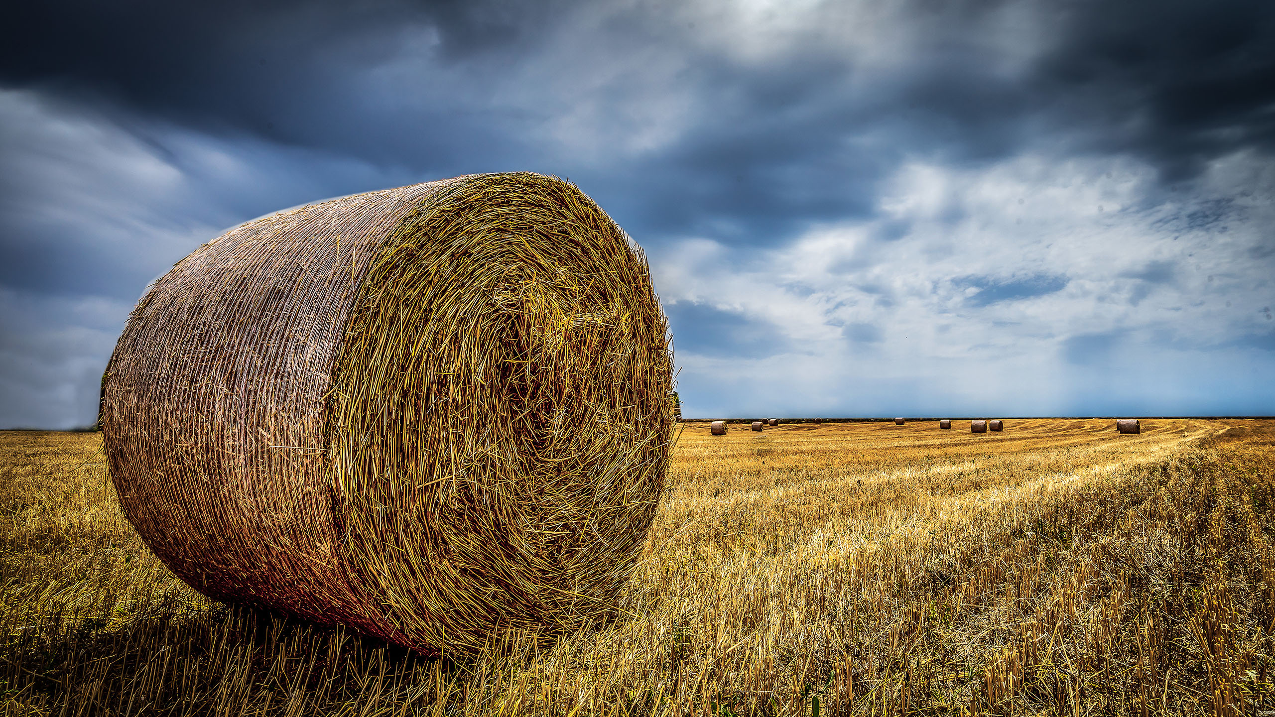 秋意正浓,牧场,牧草