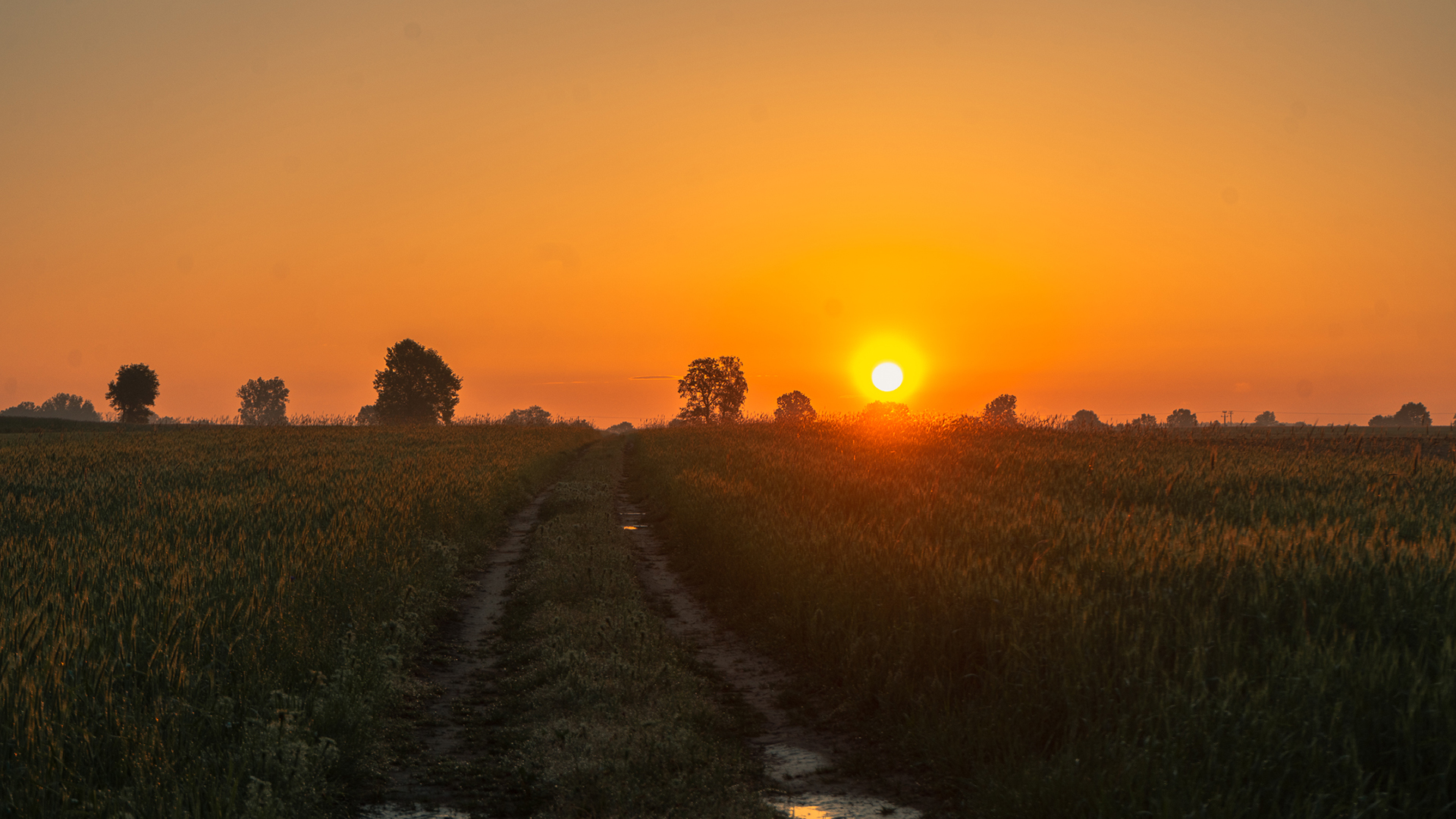 落日余晖,夕阳,麦田,平原