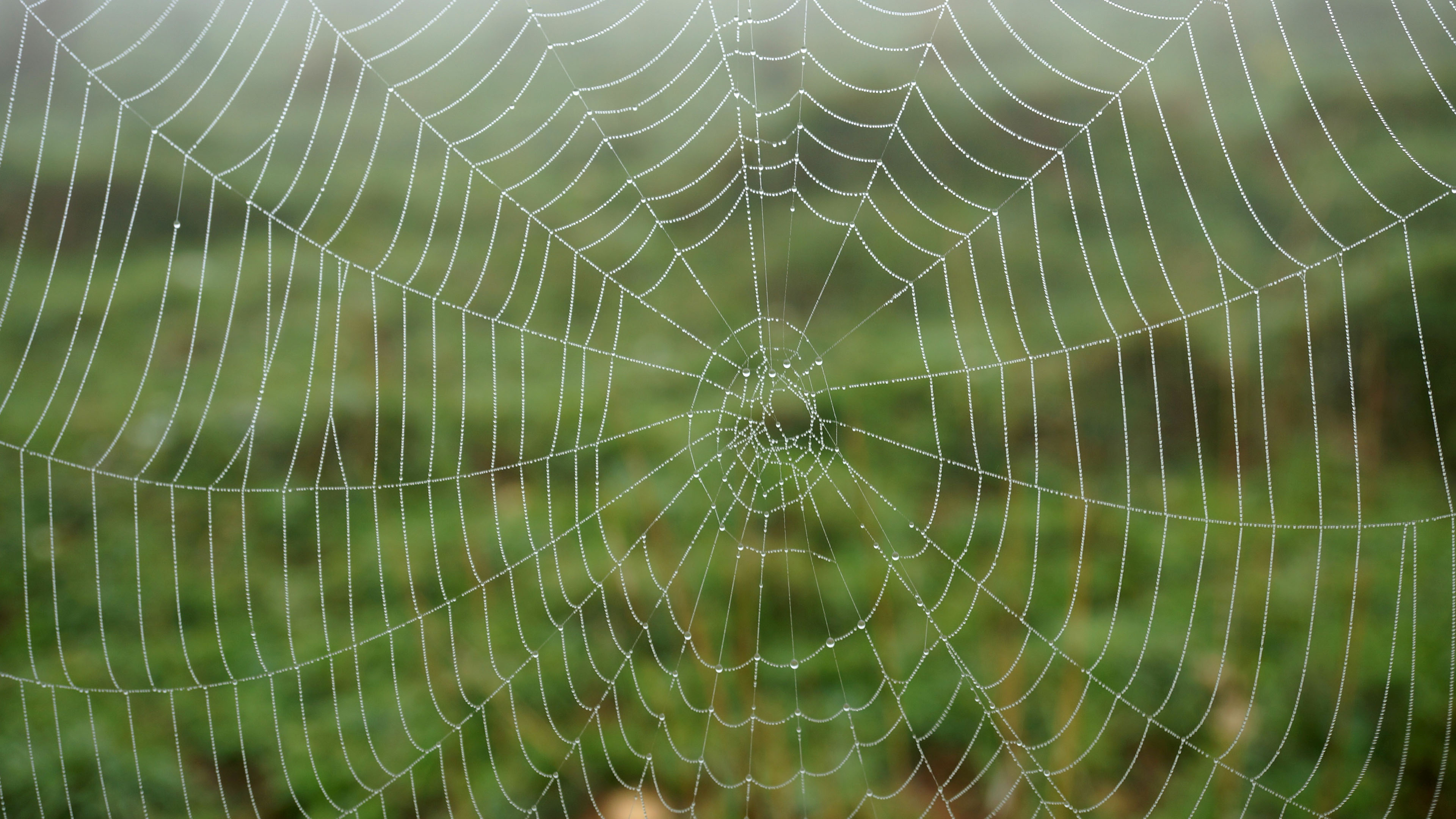 静物写真,蛛网,水珠