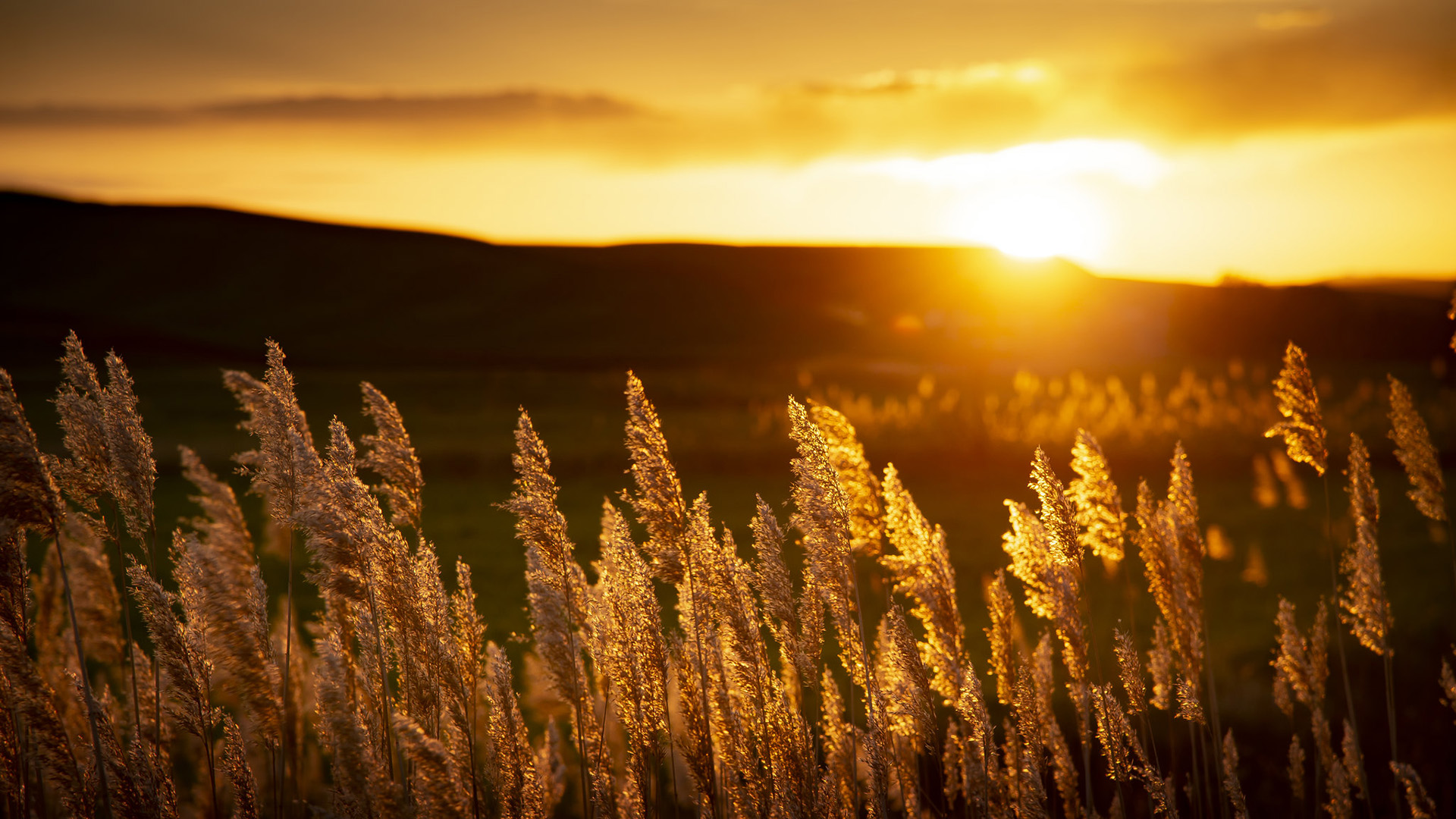 落日余晖,芦苇,阳光,,郊外