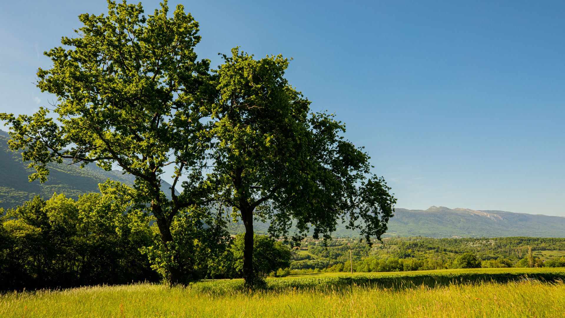 草地,大树,,高原,春天