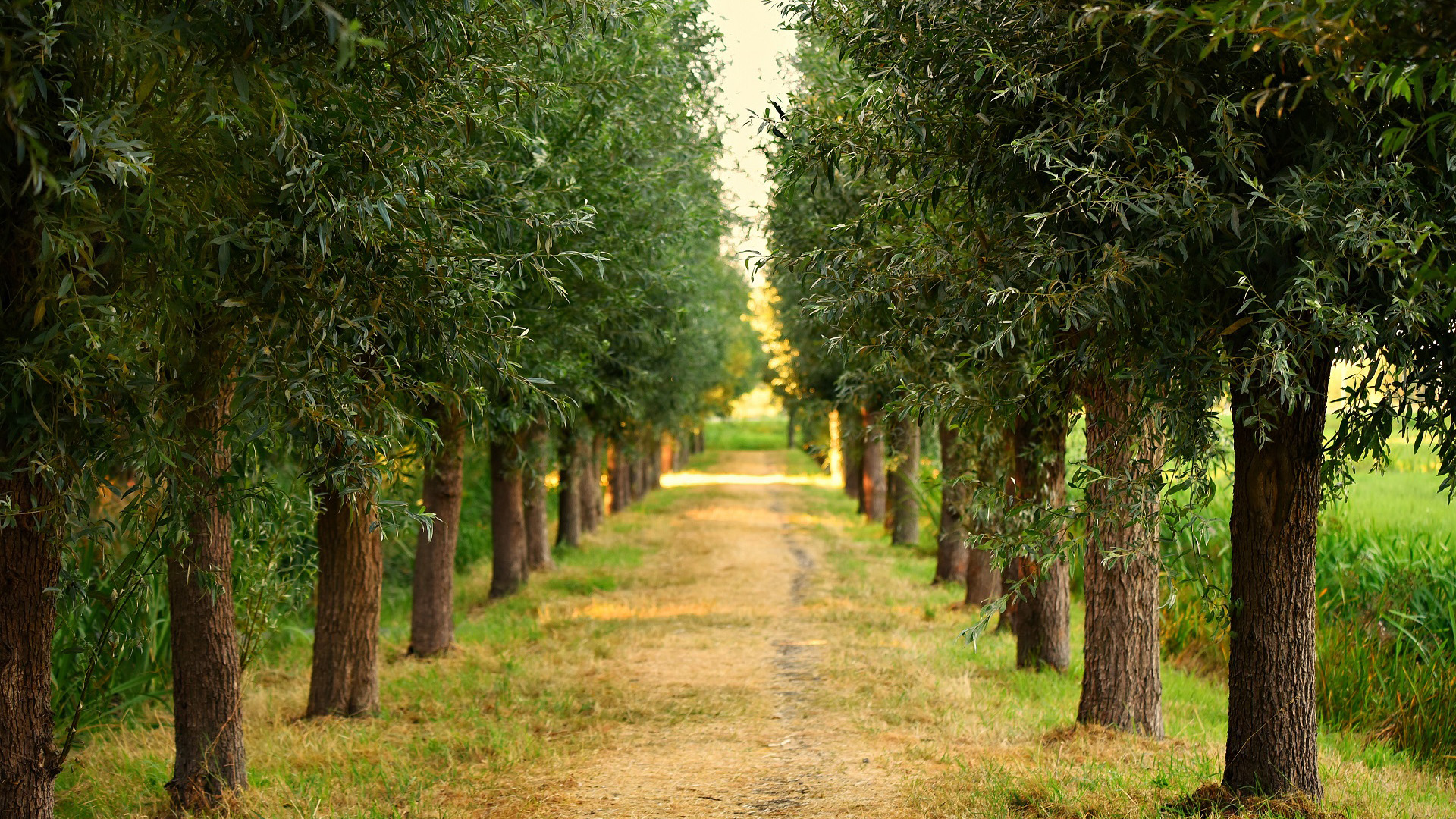 自然风光,树林,农场,行道树