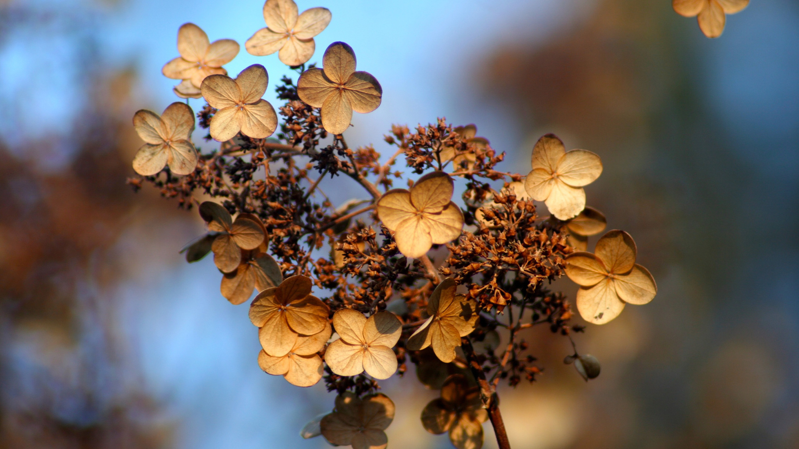 静物写真,树枝,花瓣,干枯