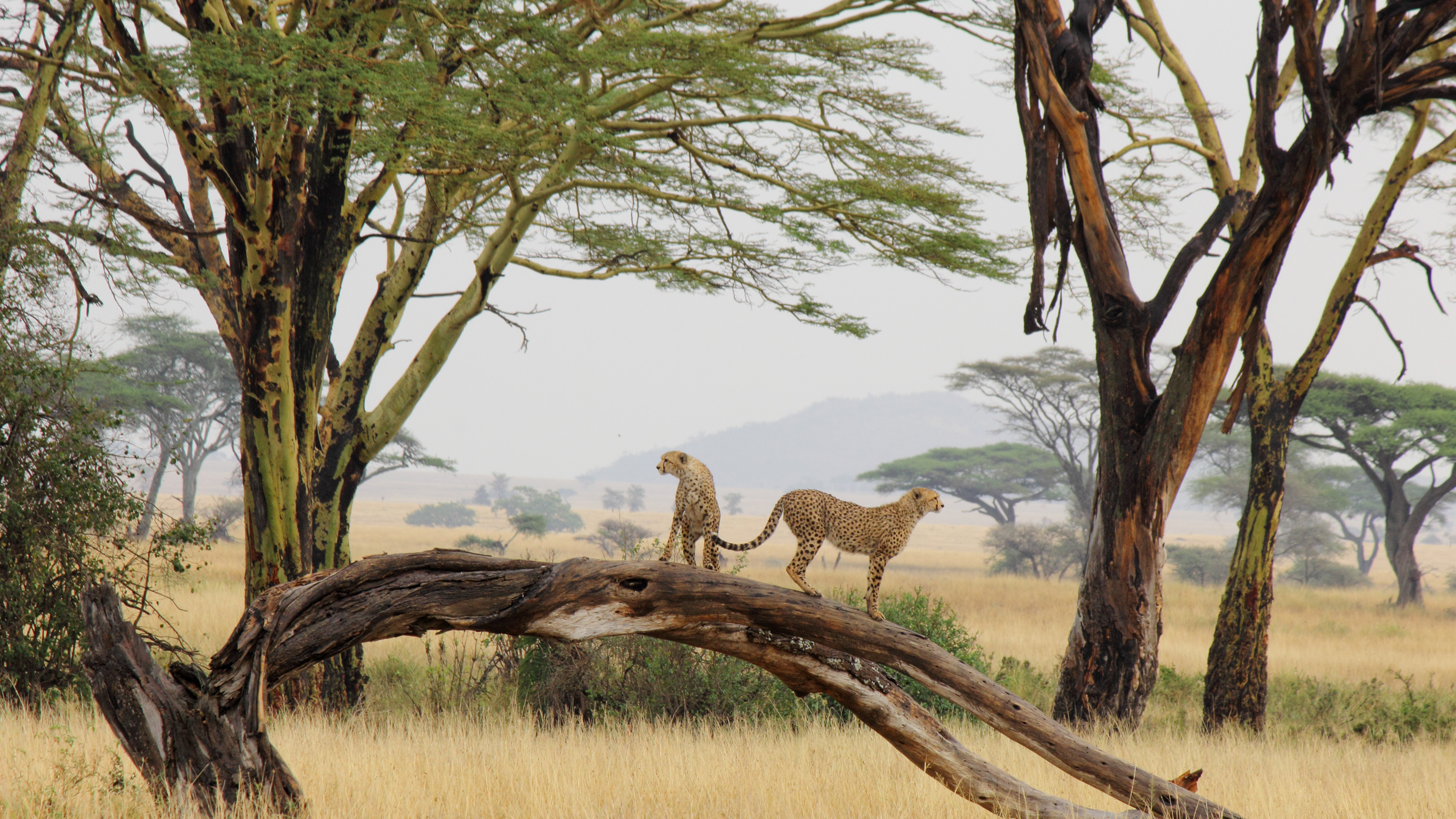 野生动物,豹子,丛林,草原