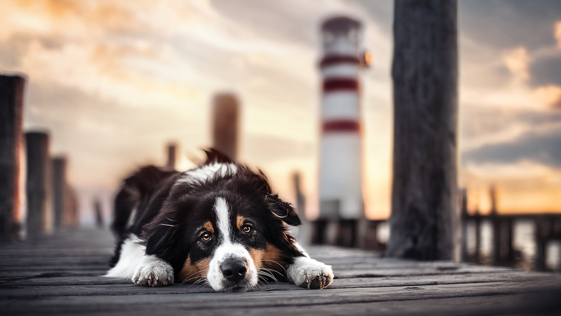 汪星人,灯塔,可爱狗狗