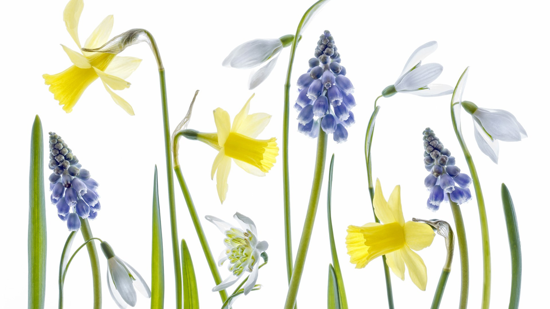 蓝花,优雅,清新